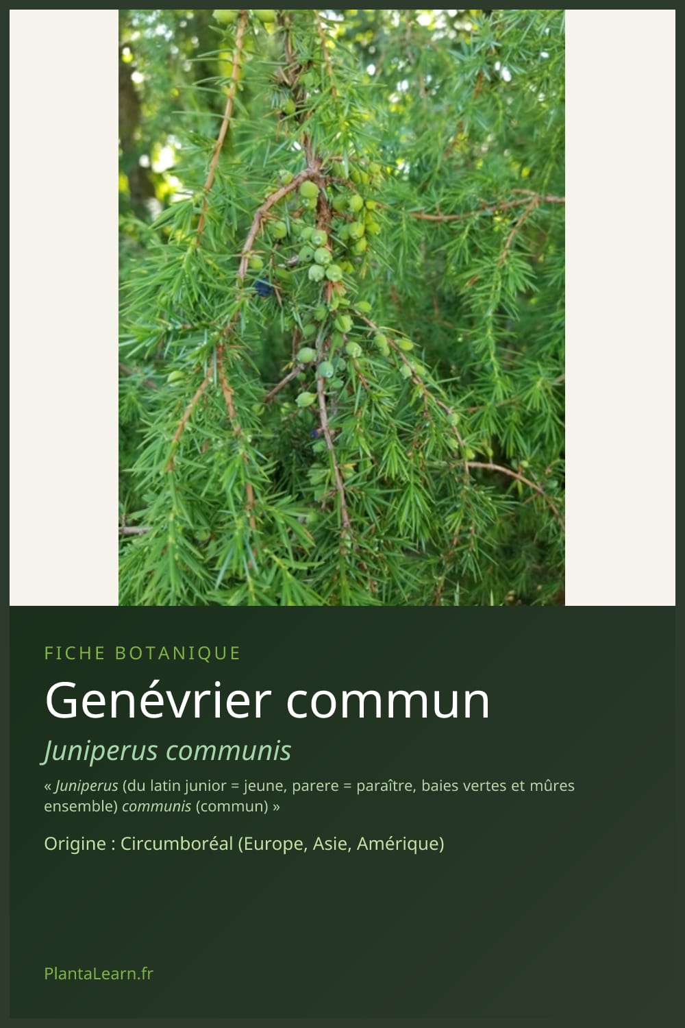Genévrier commun — Pin Pinterest