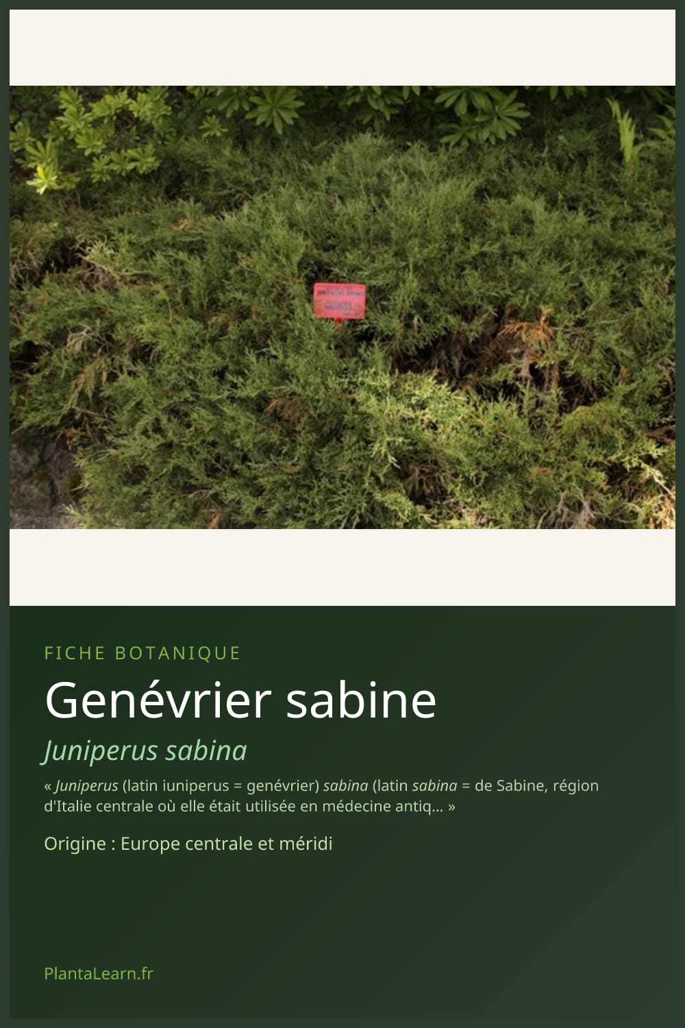 Genévrier sabine — Pin Pinterest