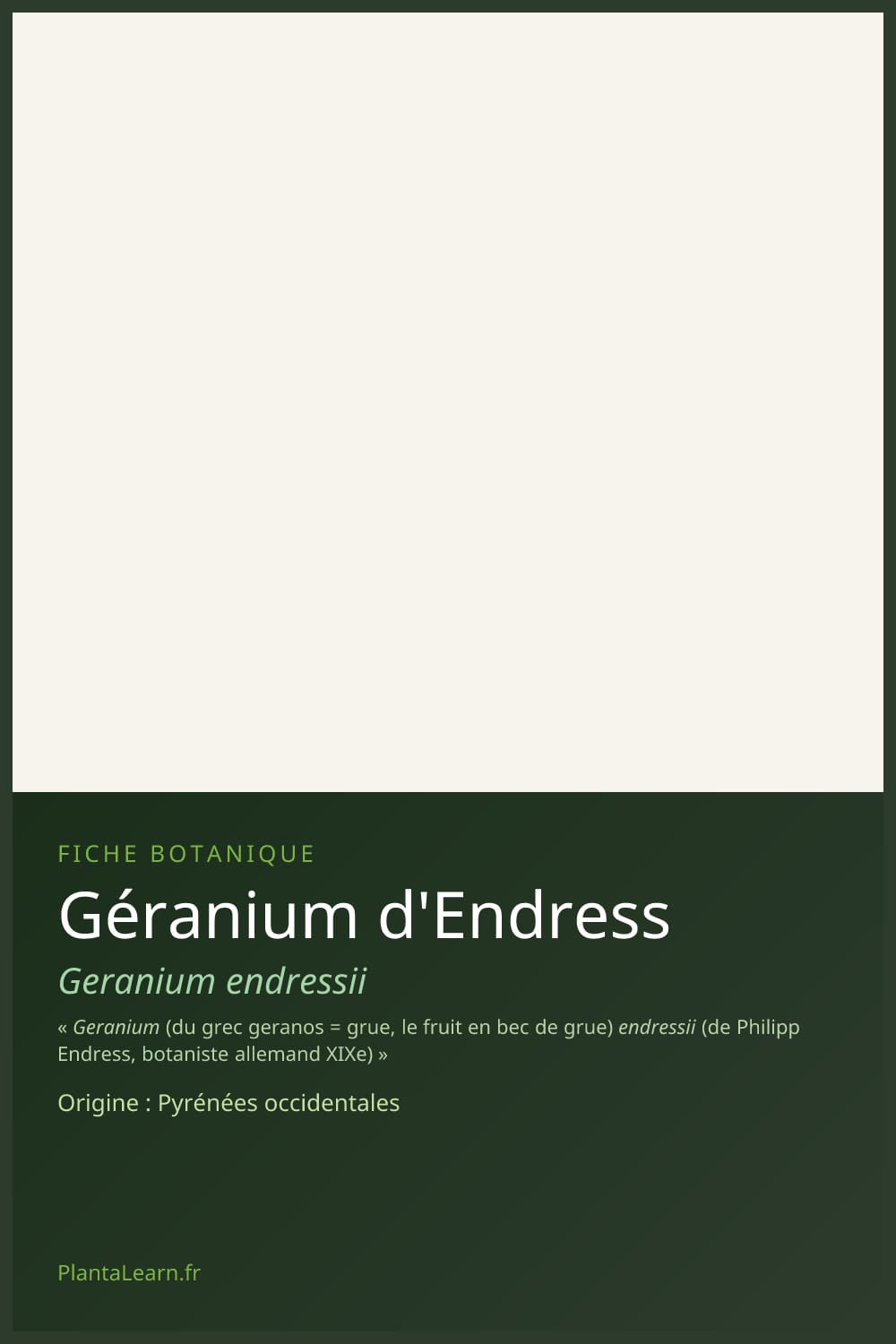 Géranium d'Endress — Pin Pinterest