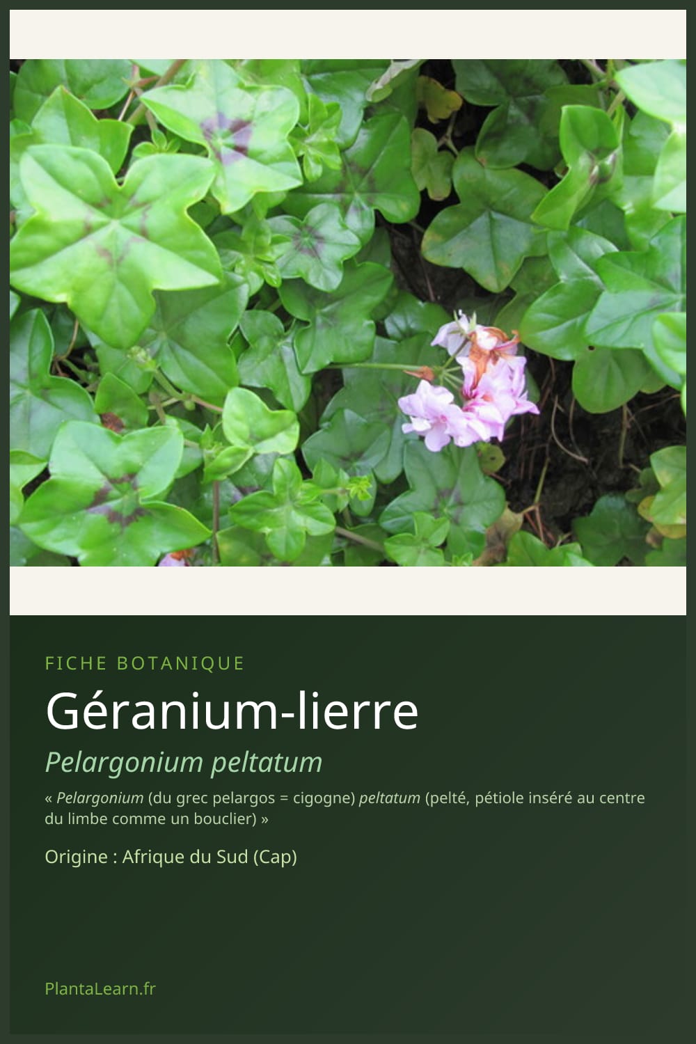 Géranium-lierre — Pin Pinterest