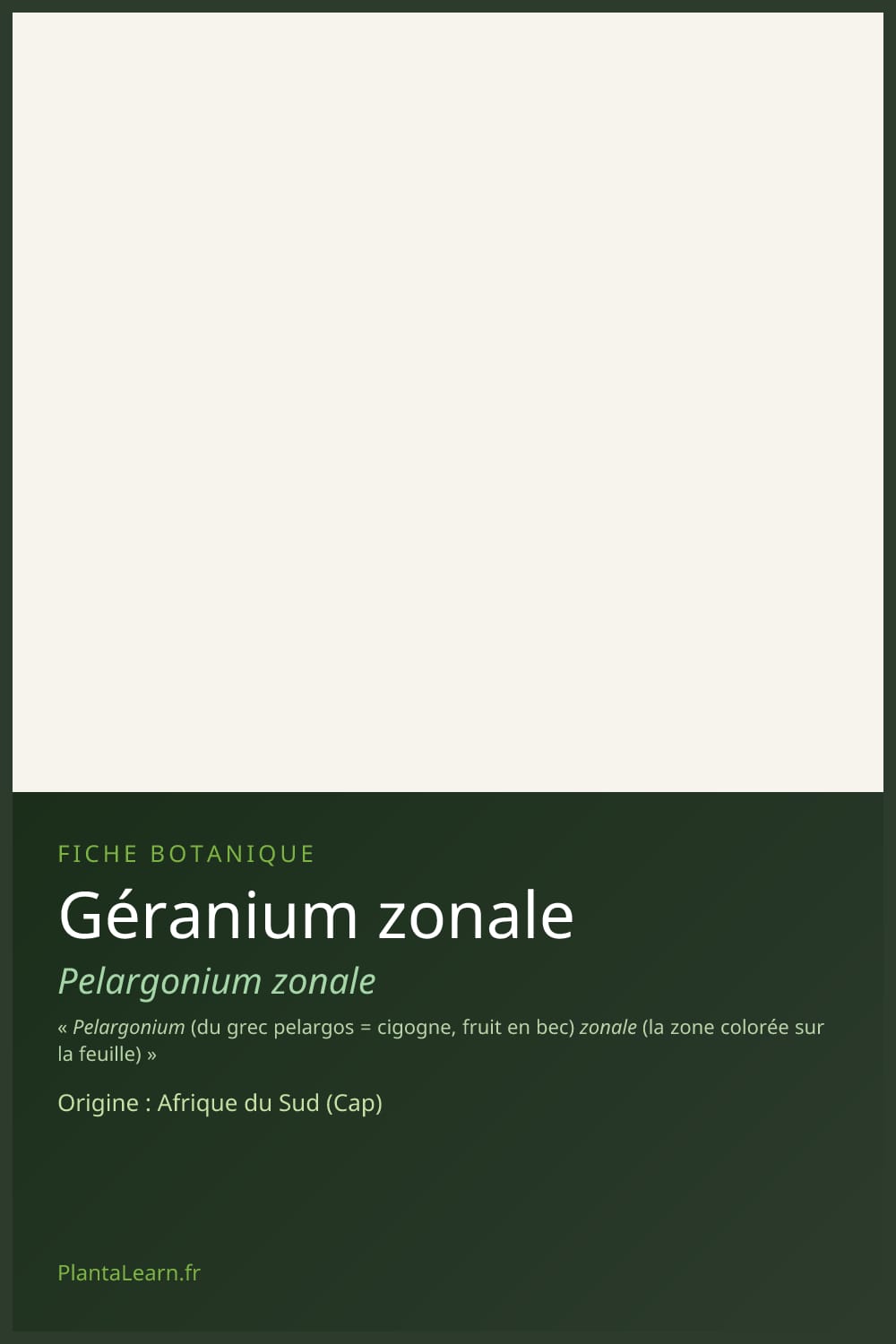 Géranium zonale — Pin Pinterest