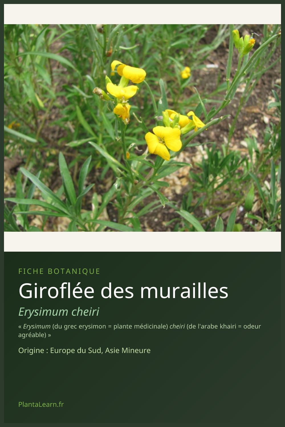 Giroflée des murailles — Pin Pinterest