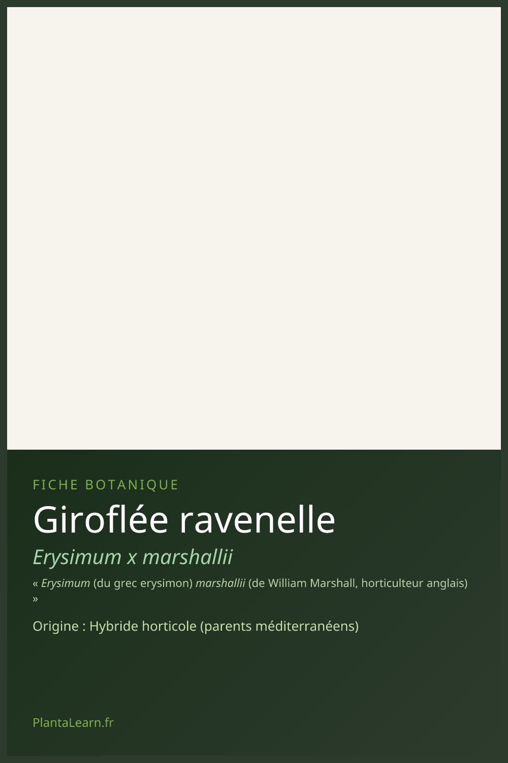 Giroflée ravenelle — Pin Pinterest