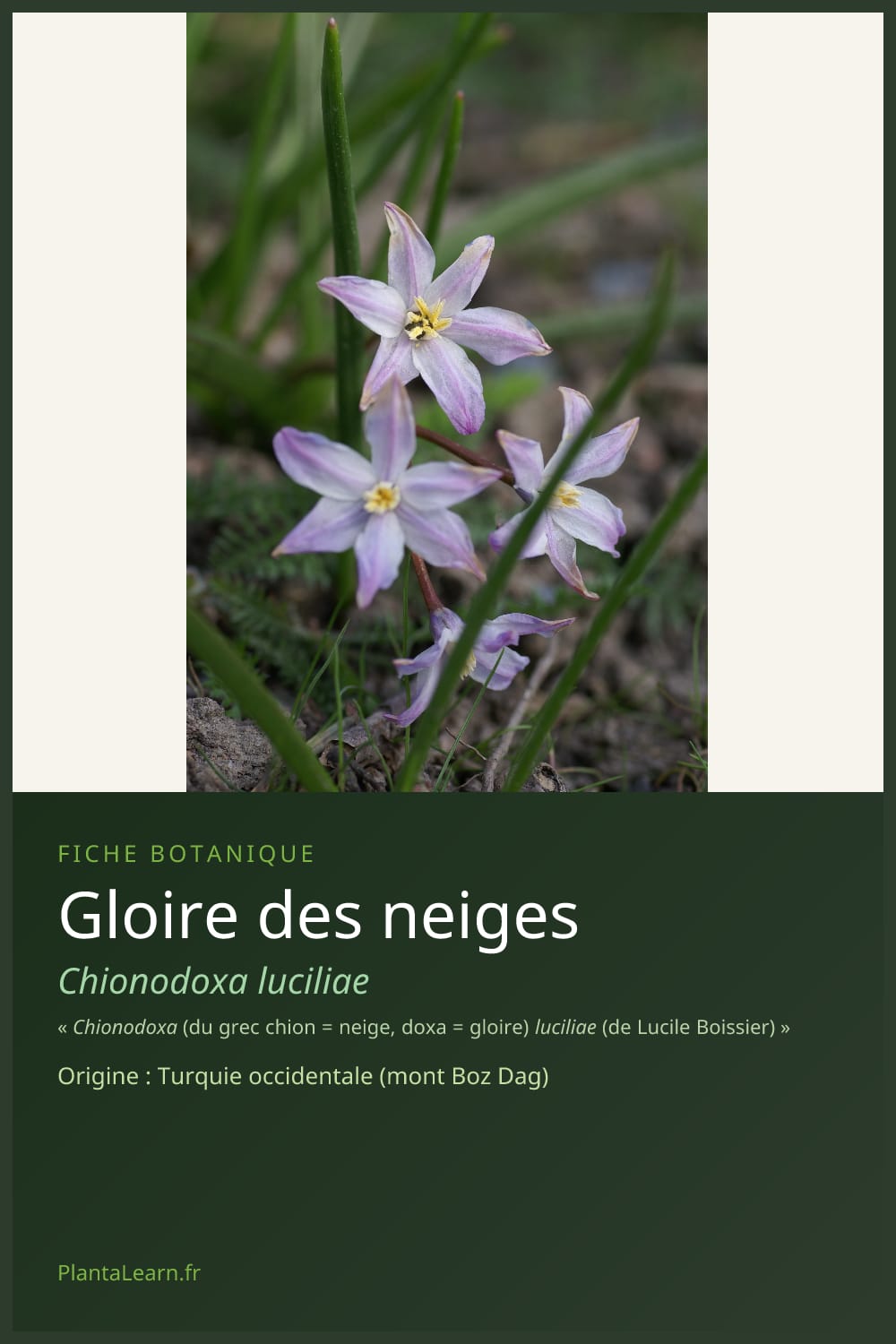 Gloire des neiges — Pin Pinterest