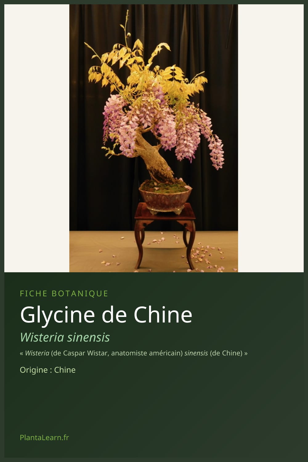 Glycine de Chine — Pin Pinterest