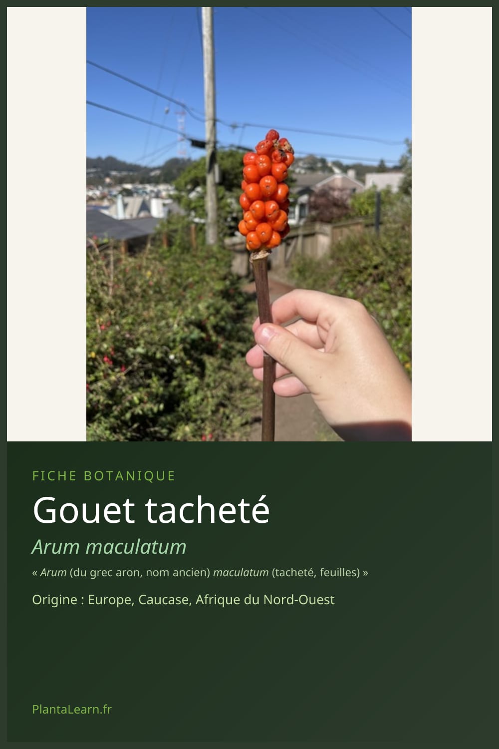 Gouet tacheté — Pin Pinterest