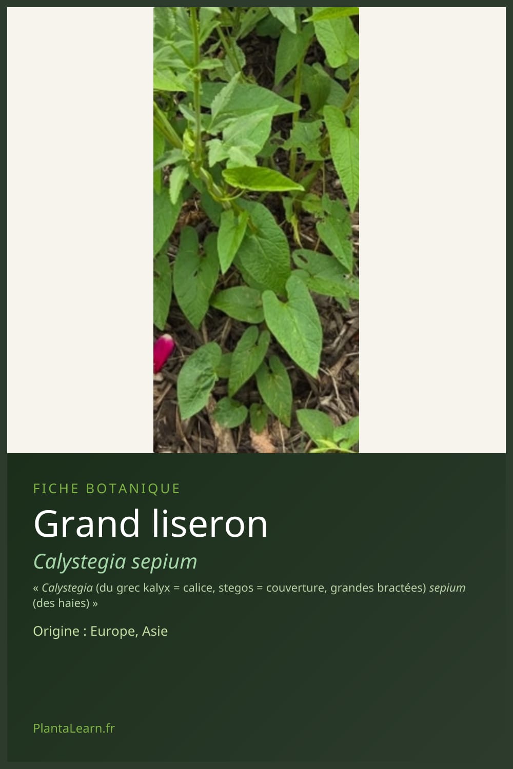 Grand liseron — Pin Pinterest