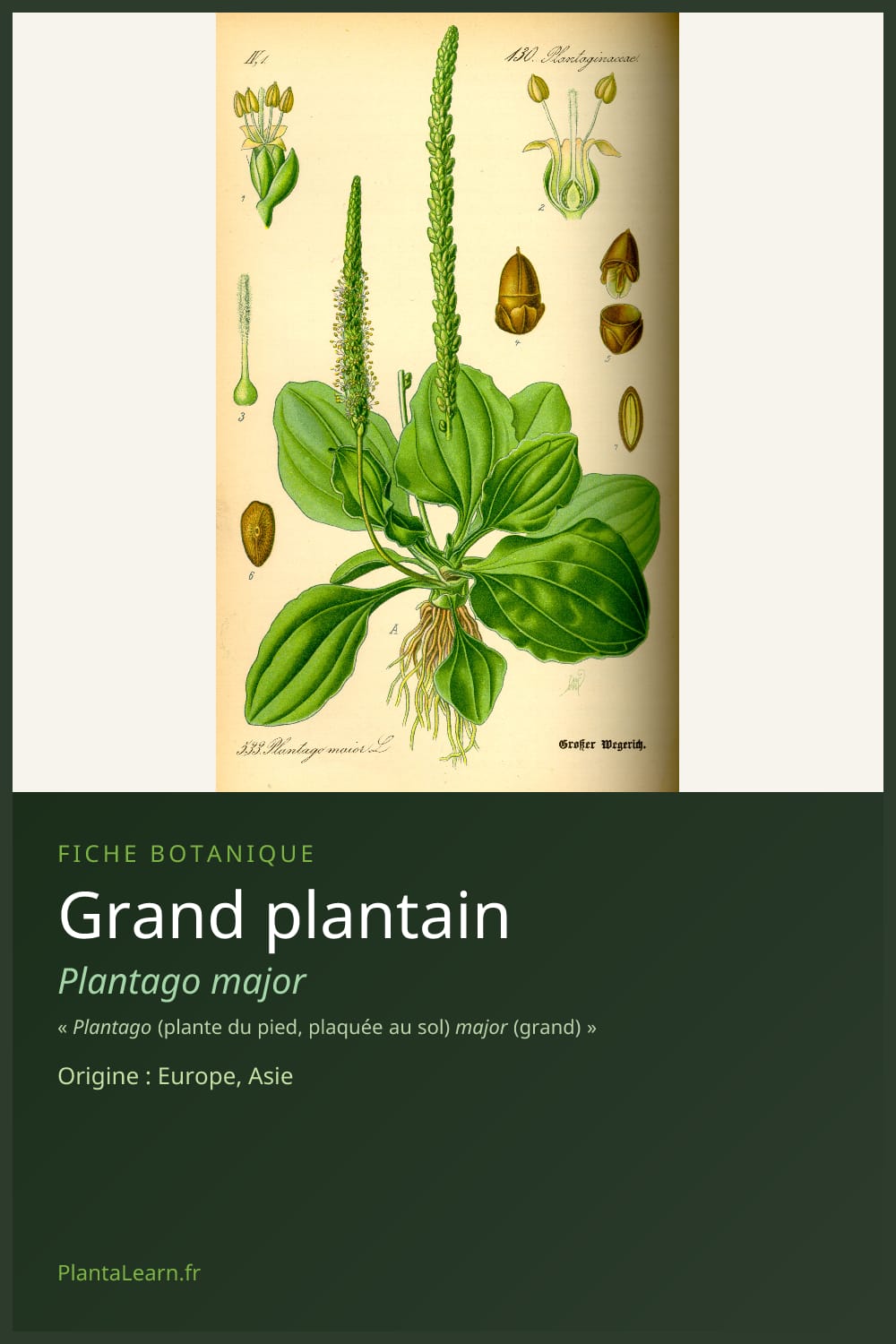 Grand plantain — Pin Pinterest