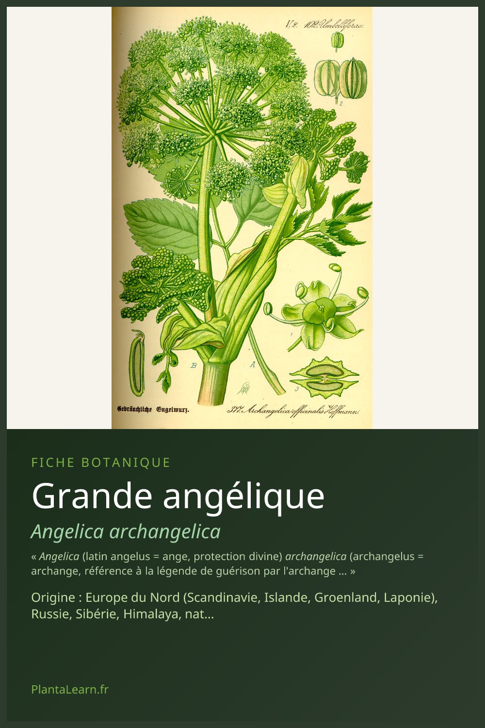 Grande angélique — Pin Pinterest