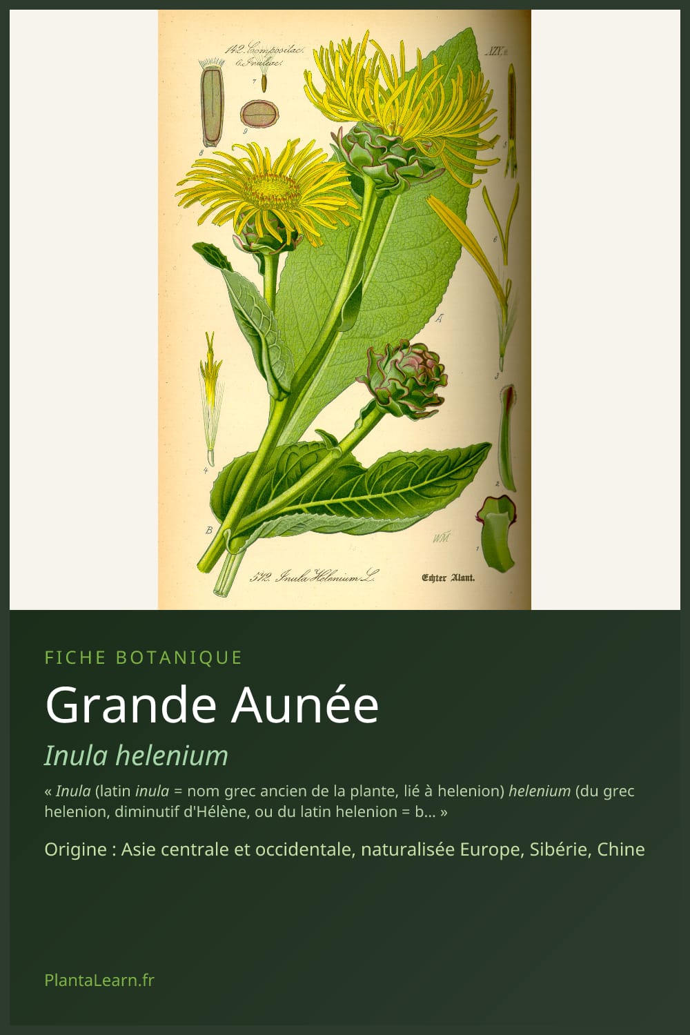 Grande Aunée — Pin Pinterest