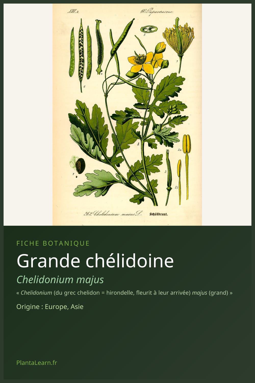 Grande chélidoine — Pin Pinterest