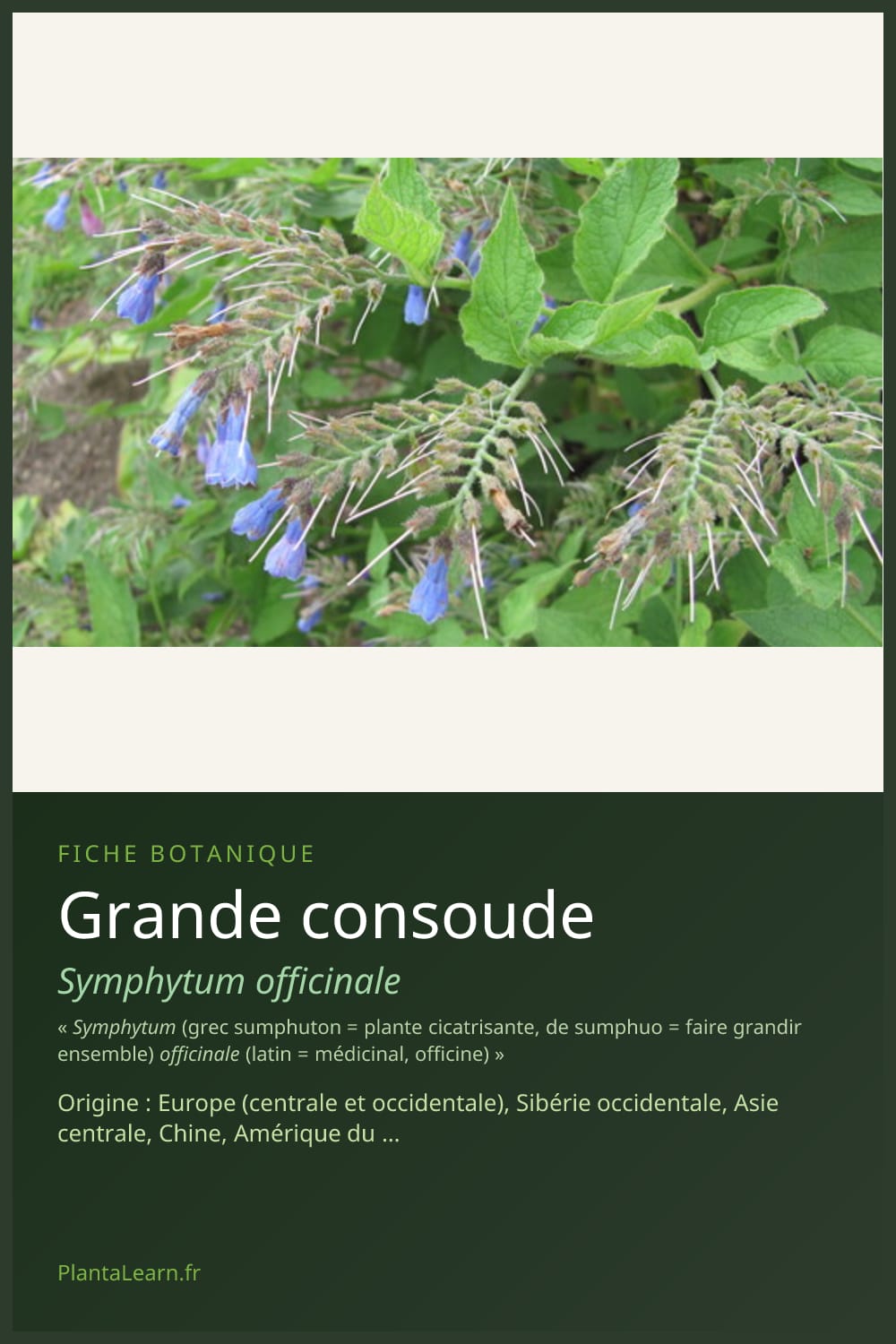 Grande consoude — Pin Pinterest