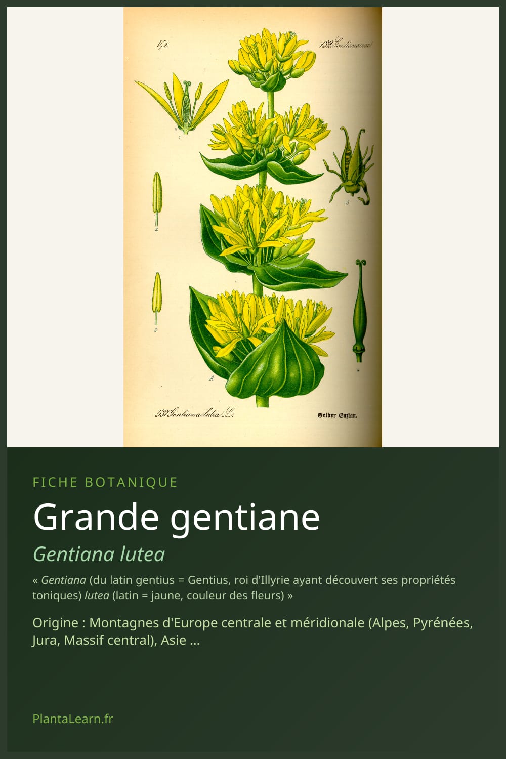 Grande gentiane — Pin Pinterest