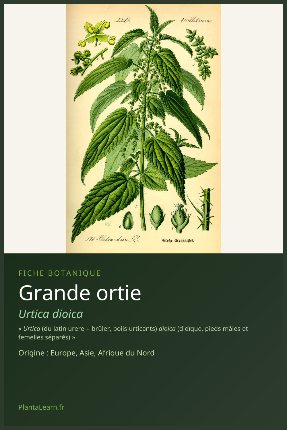 Grande ortie — Pin Pinterest