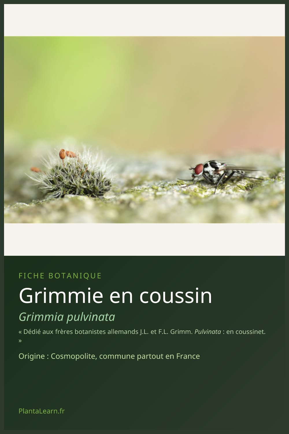 Grimmie en coussin — Pin Pinterest