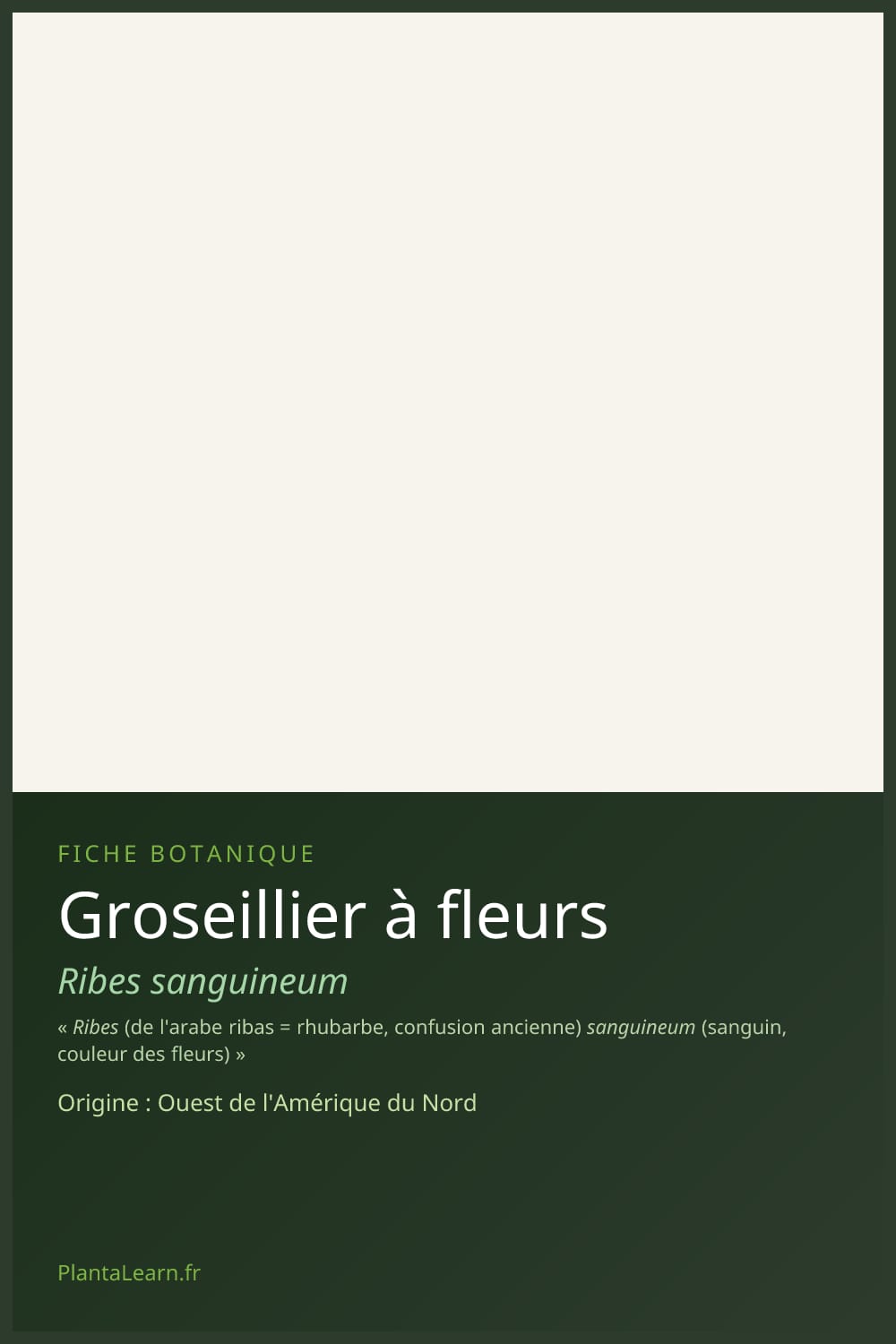Groseillier à fleurs — Pin Pinterest