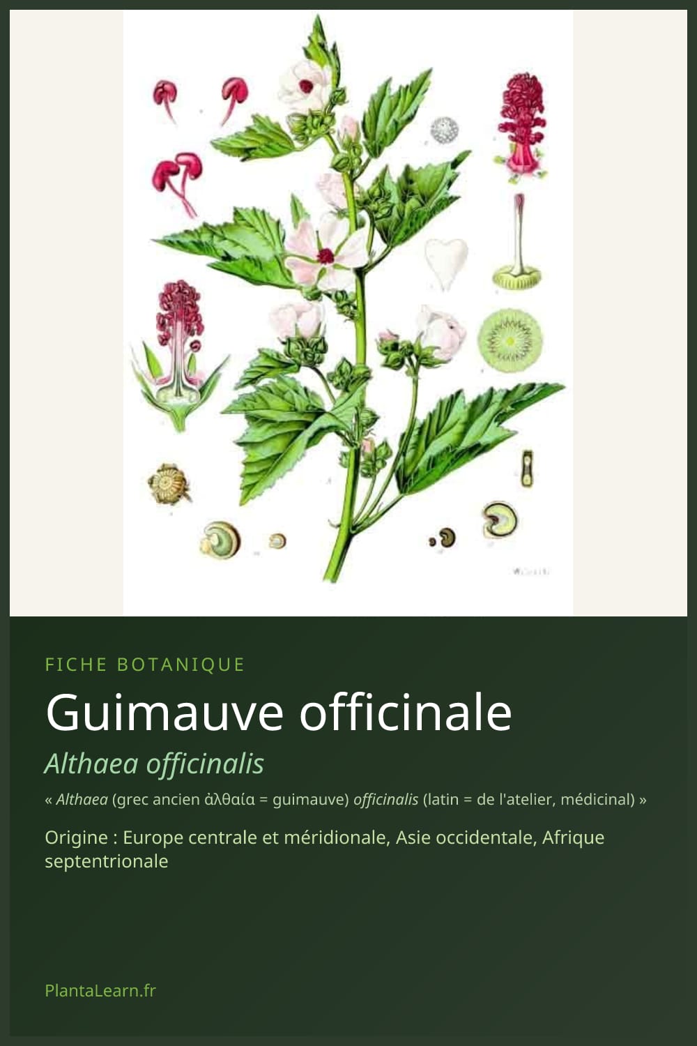Guimauve officinale — Pin Pinterest
