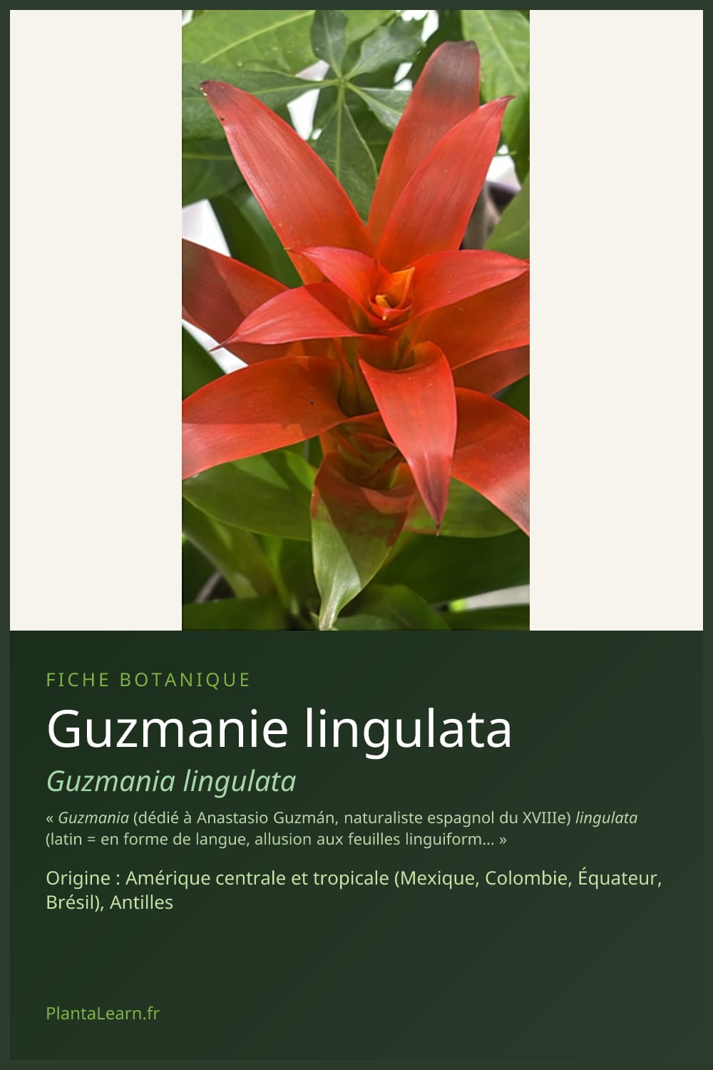 Guzmanie lingulata — Pin Pinterest