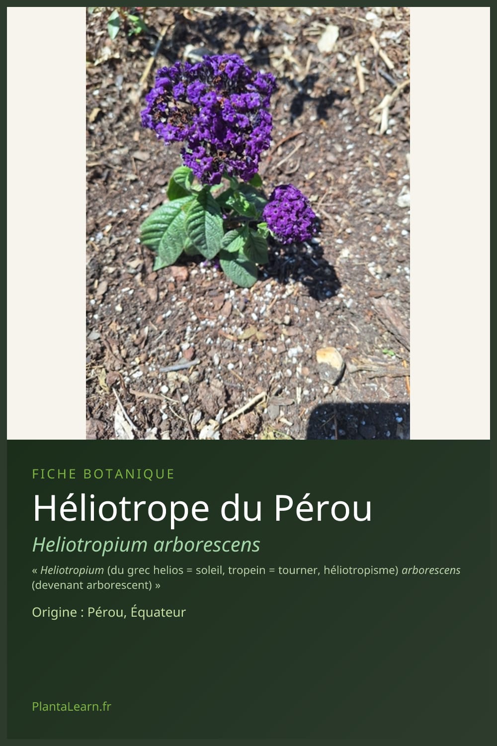 Héliotrope du Pérou — Pin Pinterest
