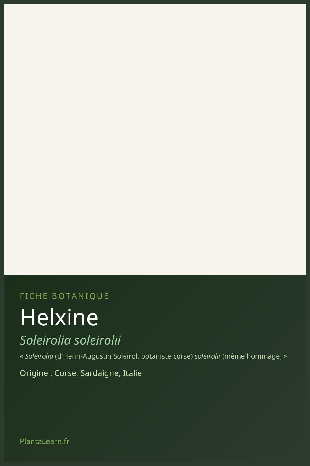 Helxine — Pin Pinterest