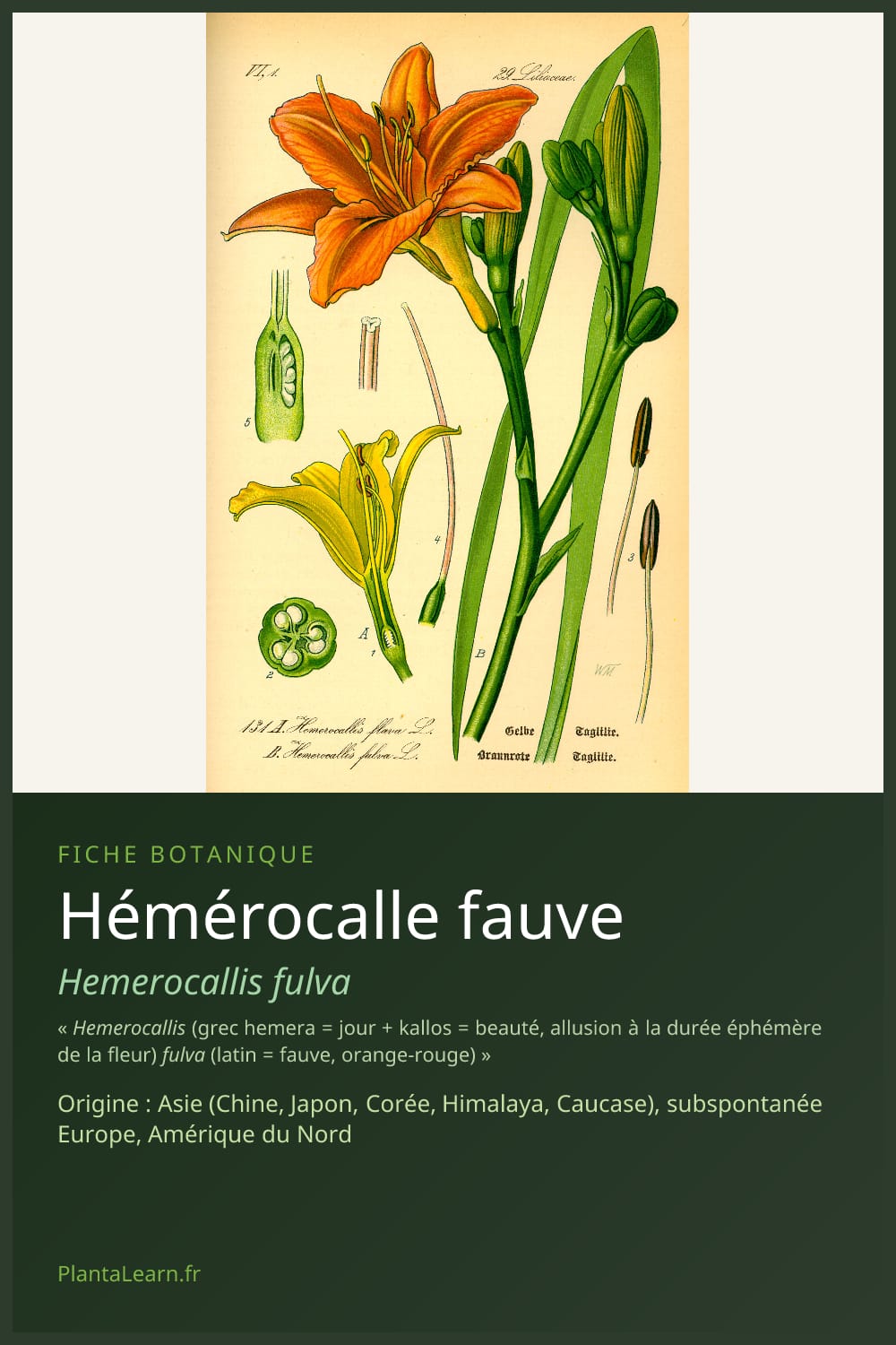 Hémérocalle fauve — Pin Pinterest