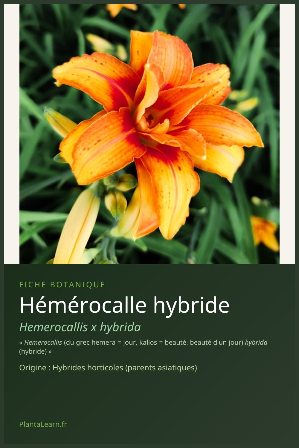 Hémérocalle hybride — Pin Pinterest