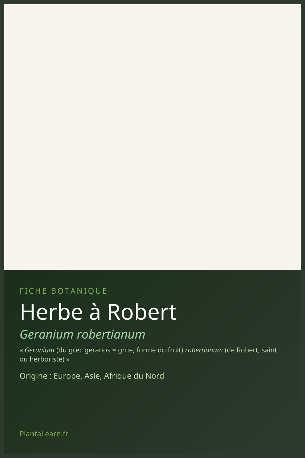 Herbe à Robert — Pin Pinterest