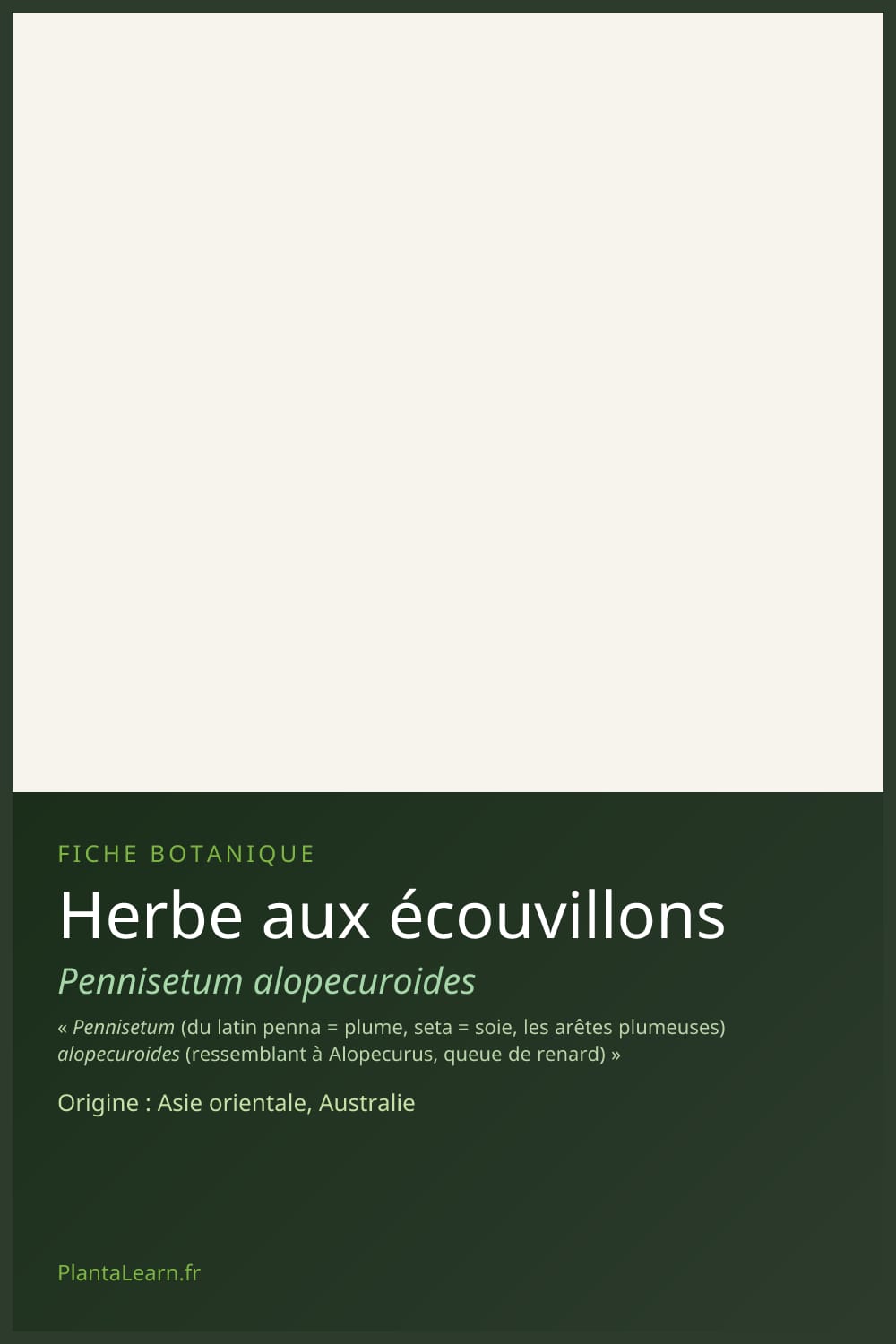Herbe aux écouvillons — Pin Pinterest
