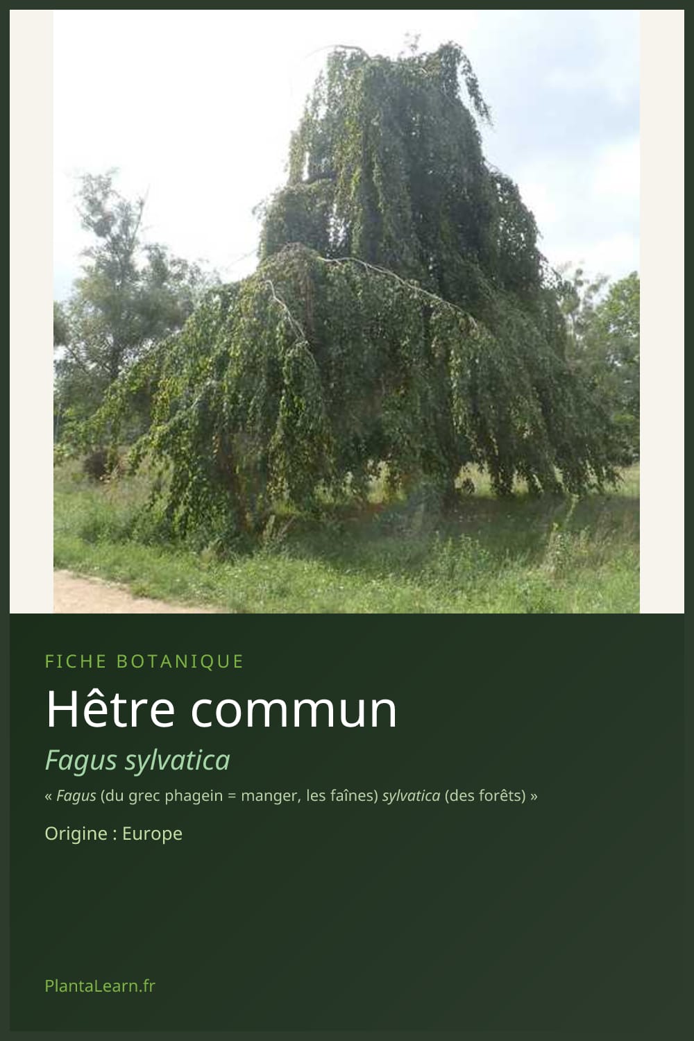 Hêtre commun — Pin Pinterest