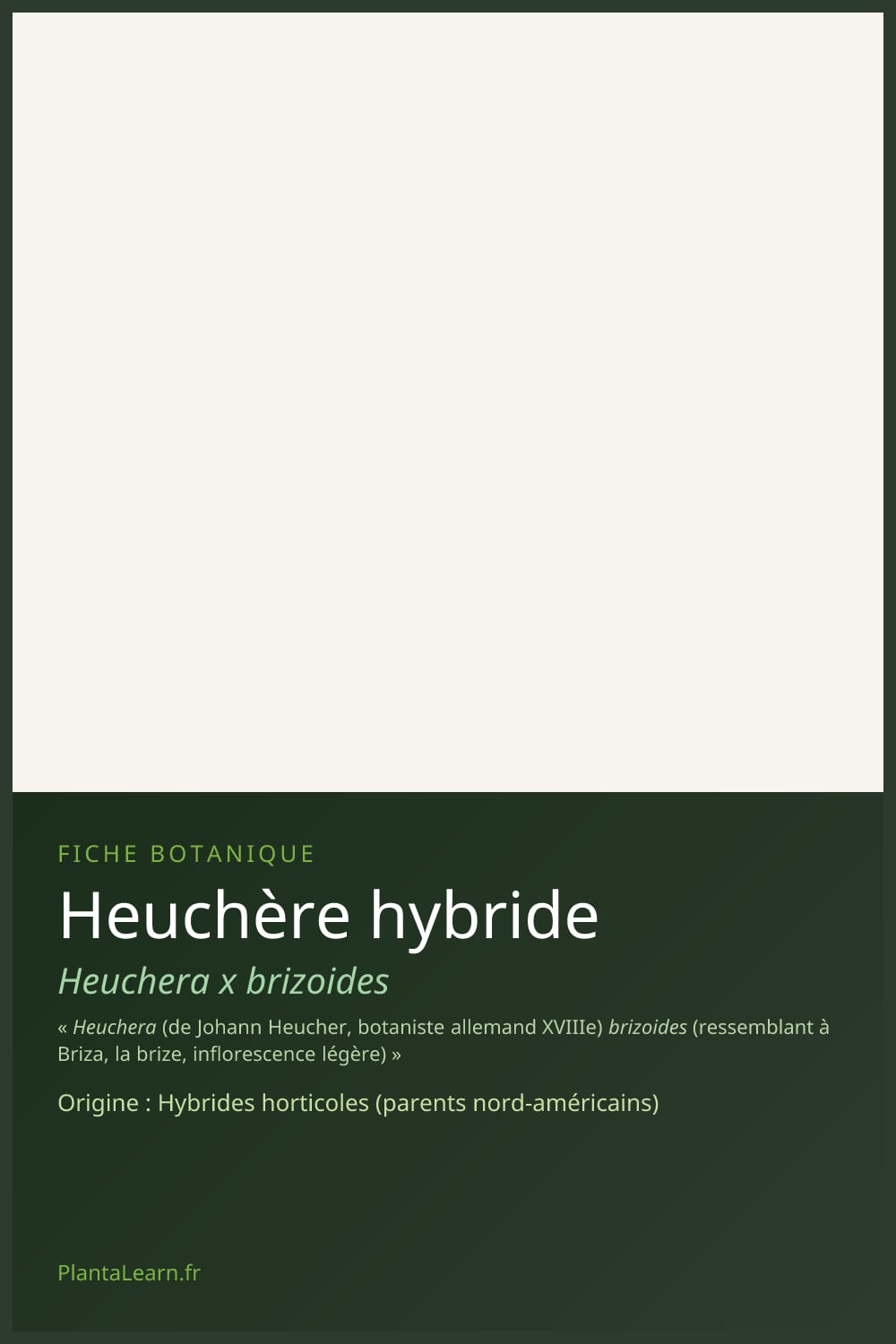Heuchère hybride — Pin Pinterest