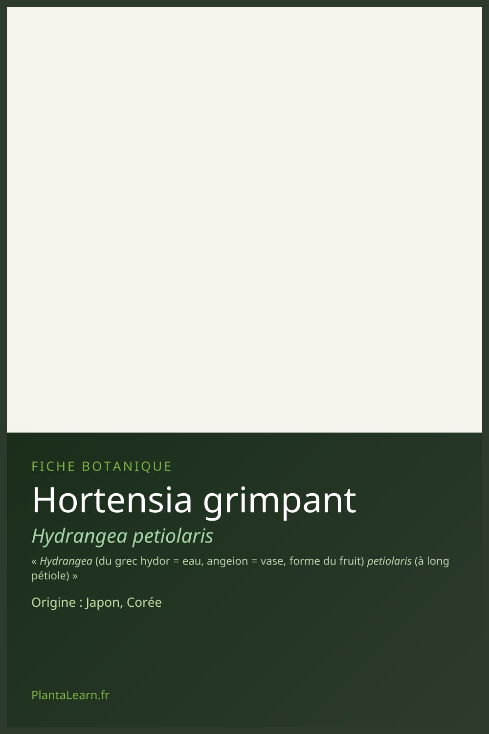 Hortensia grimpant — Pin Pinterest