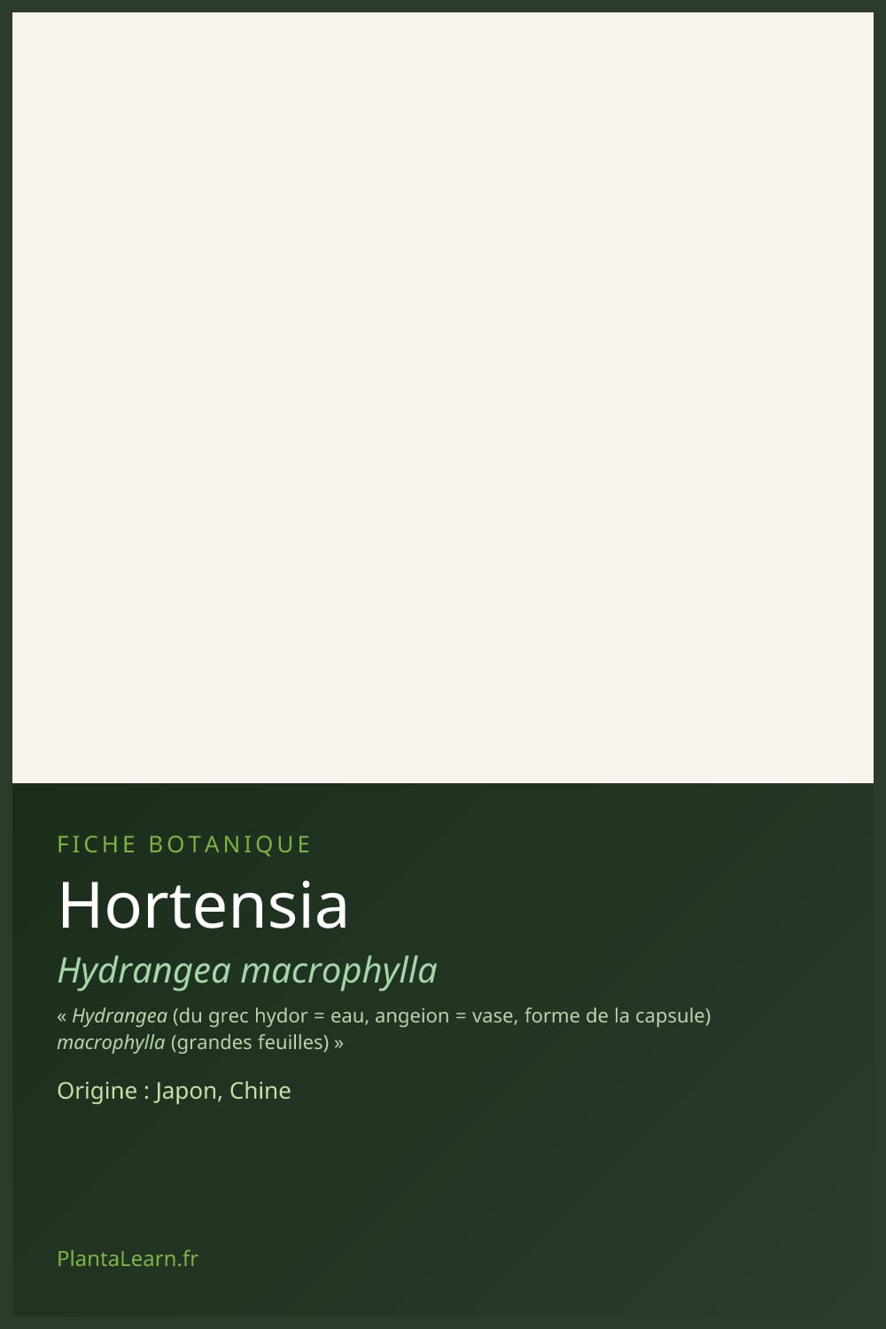 Hortensia — Pin Pinterest