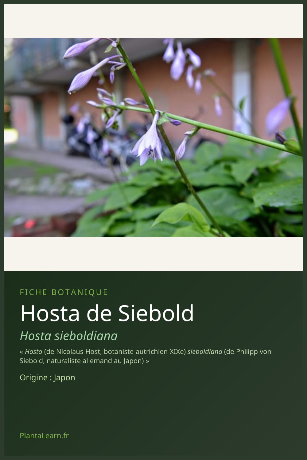 Hosta de Siebold — Pin Pinterest