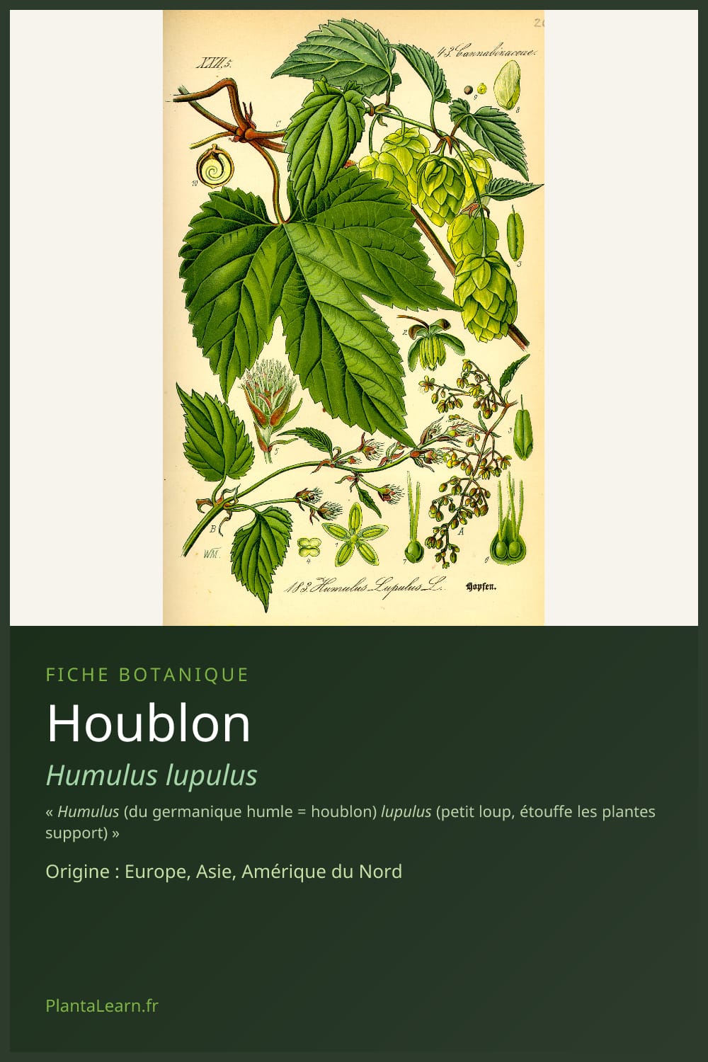 Houblon — Pin Pinterest