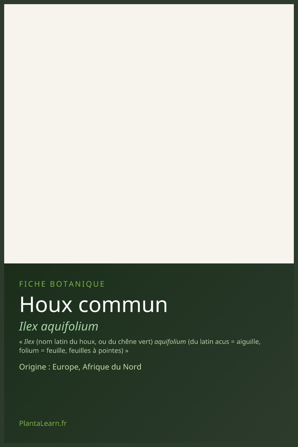 Houx commun — Pin Pinterest