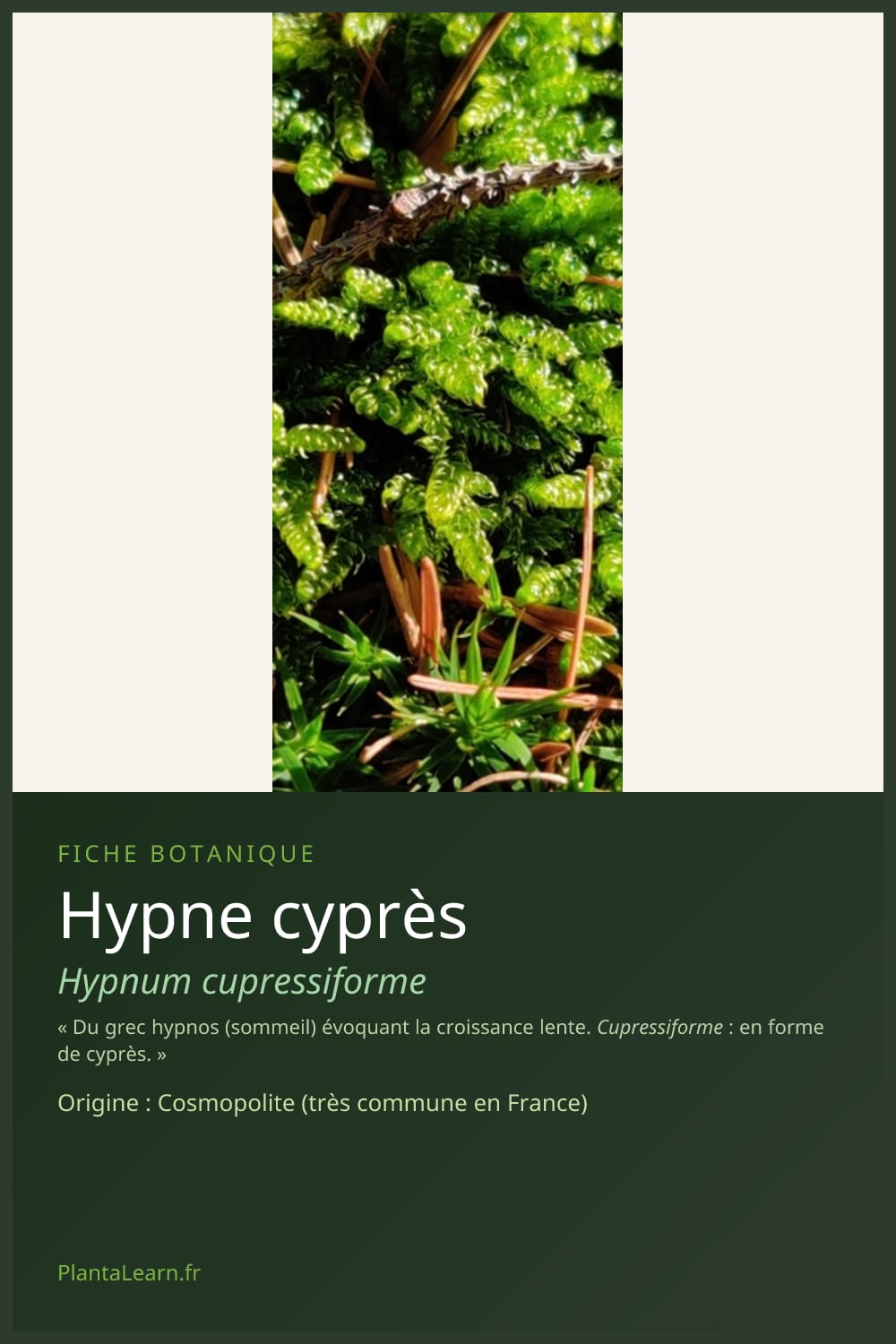 Hypne cyprès — Pin Pinterest