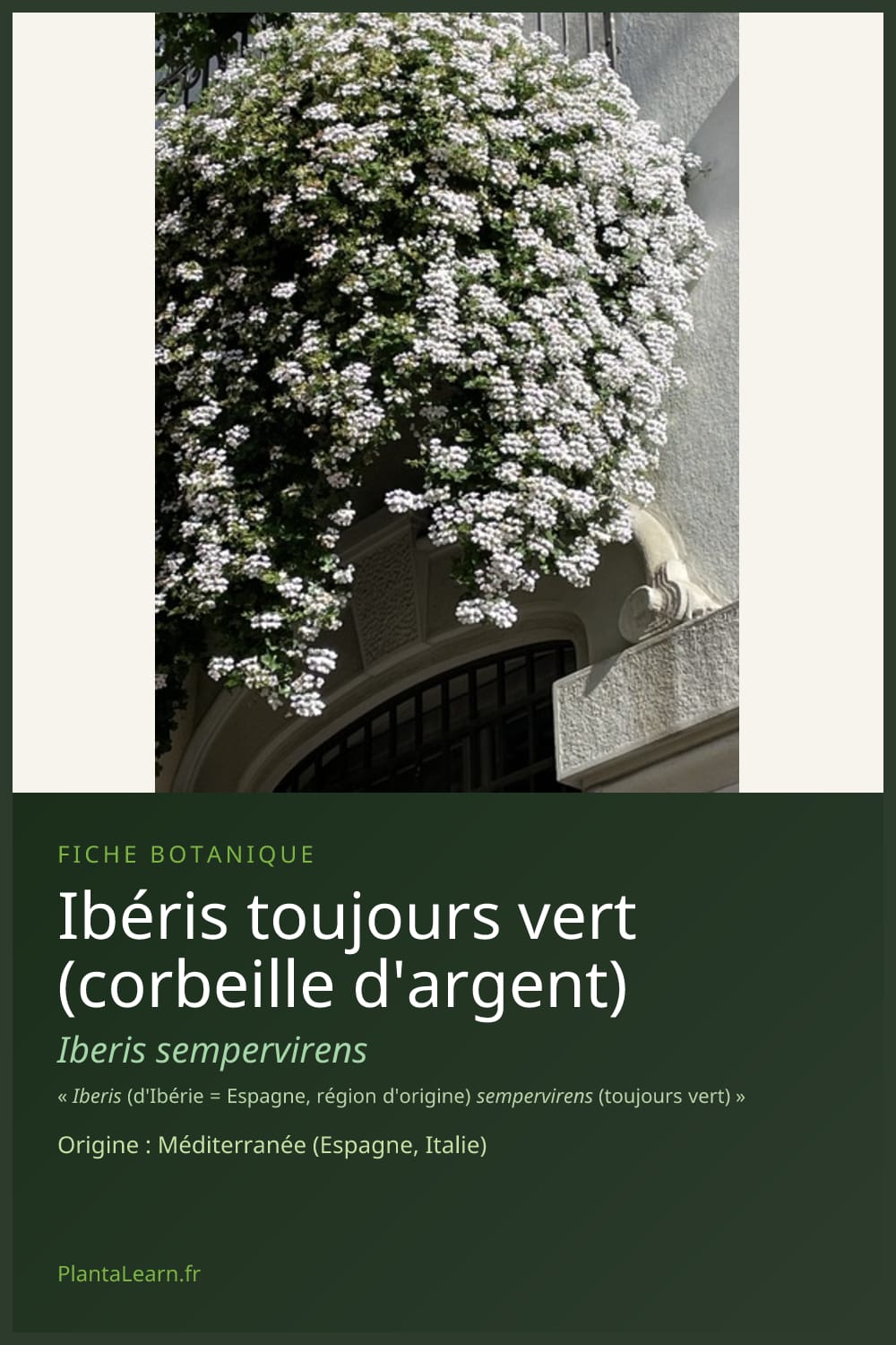 Ibéris toujours vert (corbeille d'argent) — Pin Pinterest