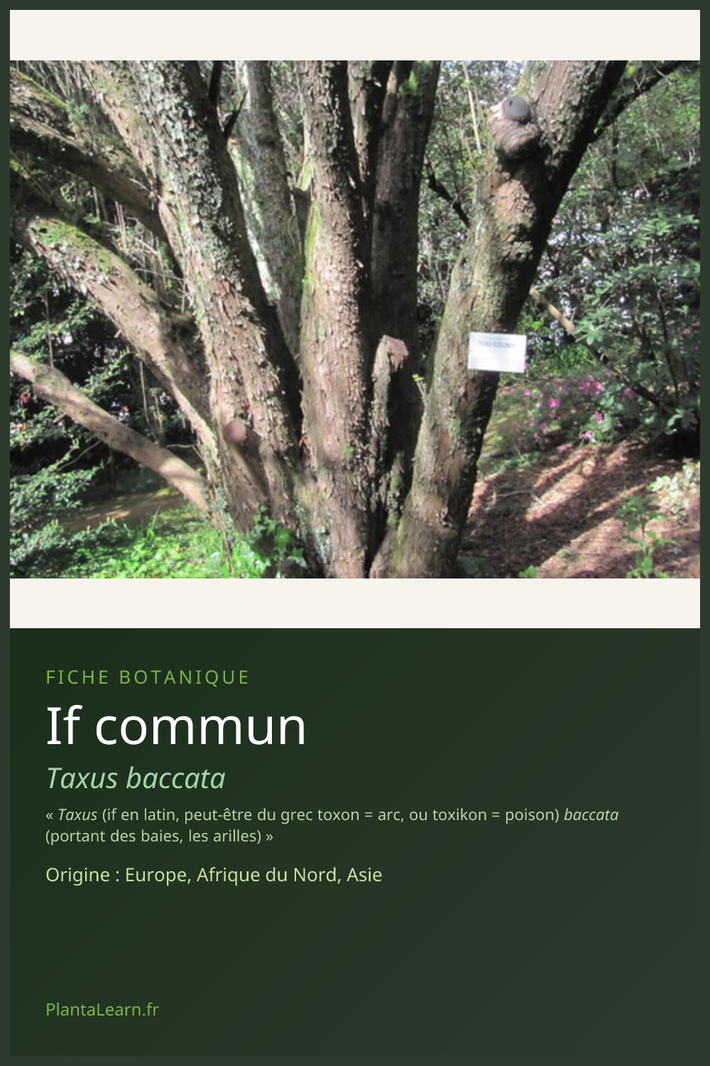 If commun — Pin Pinterest