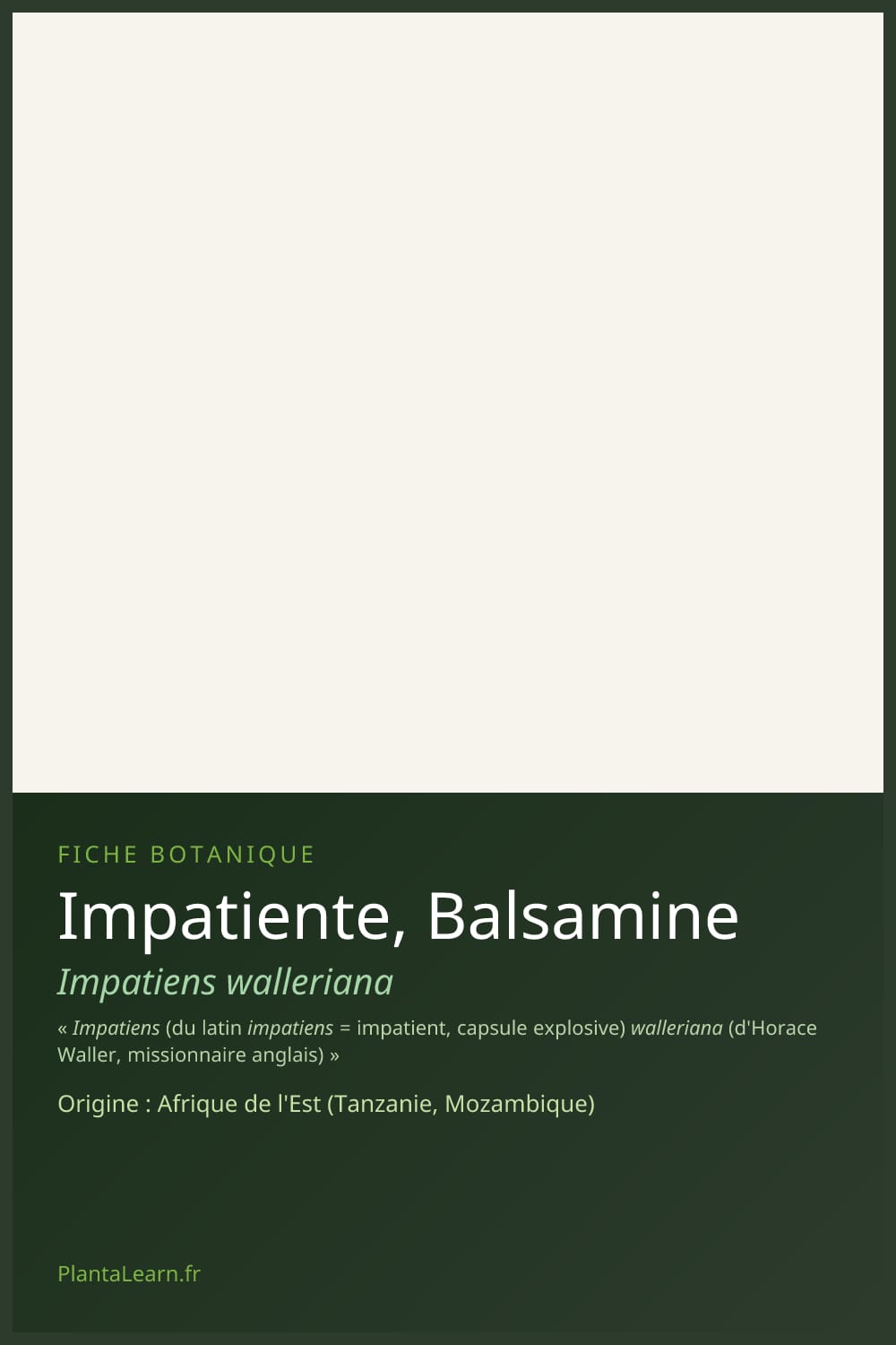 Impatiente, Balsamine — Pin Pinterest