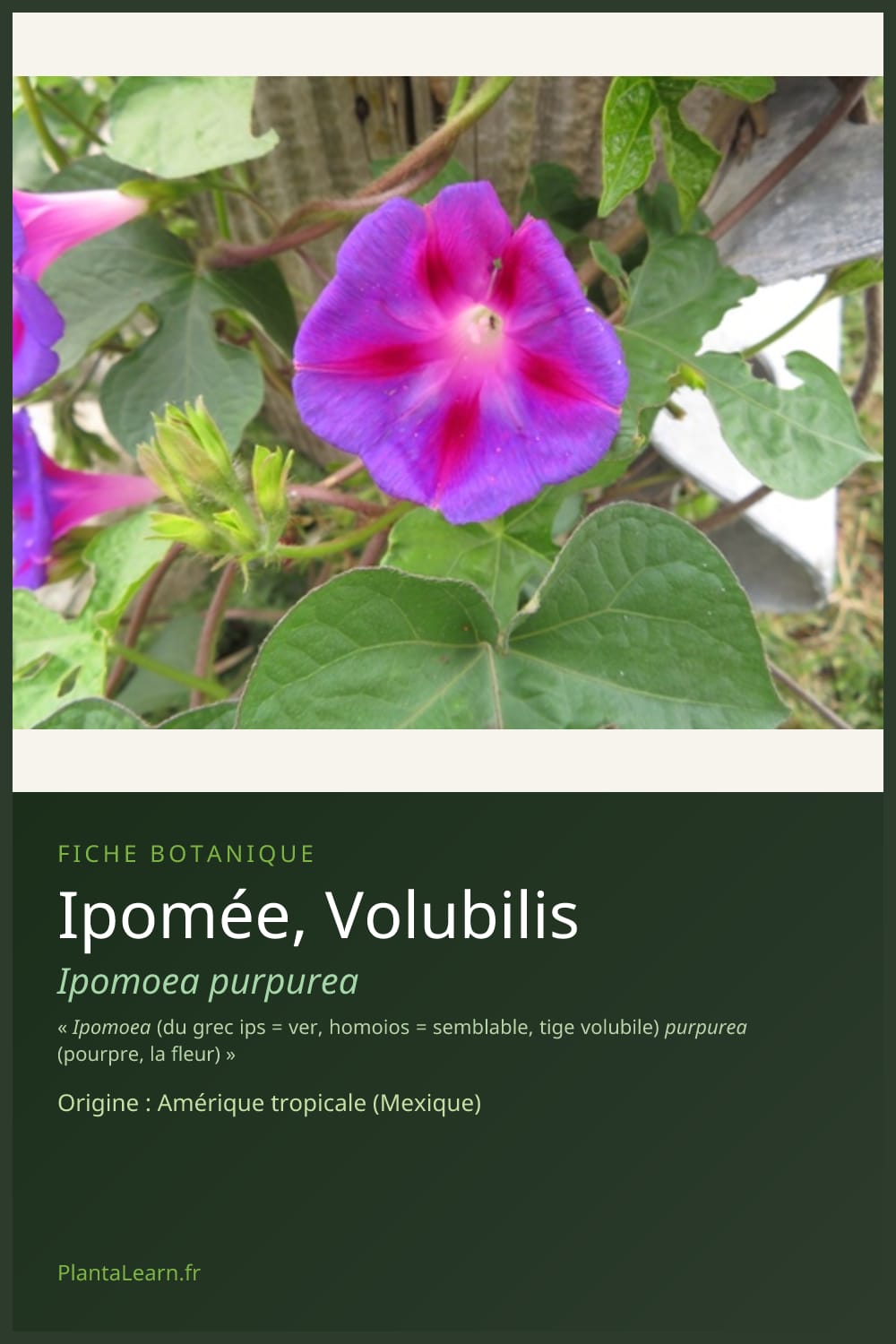 Ipomée, Volubilis — Pin Pinterest