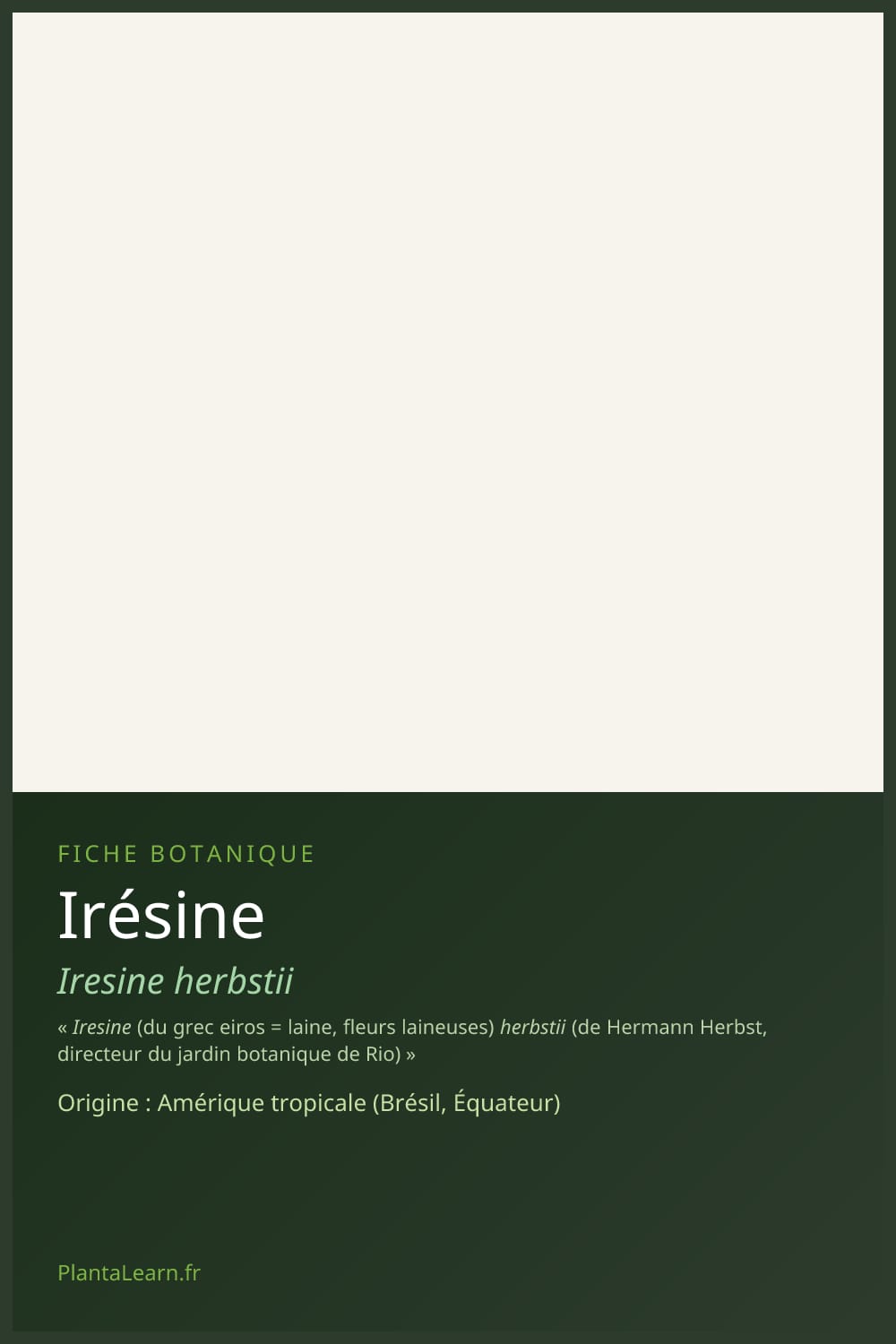 Irésine — Pin Pinterest