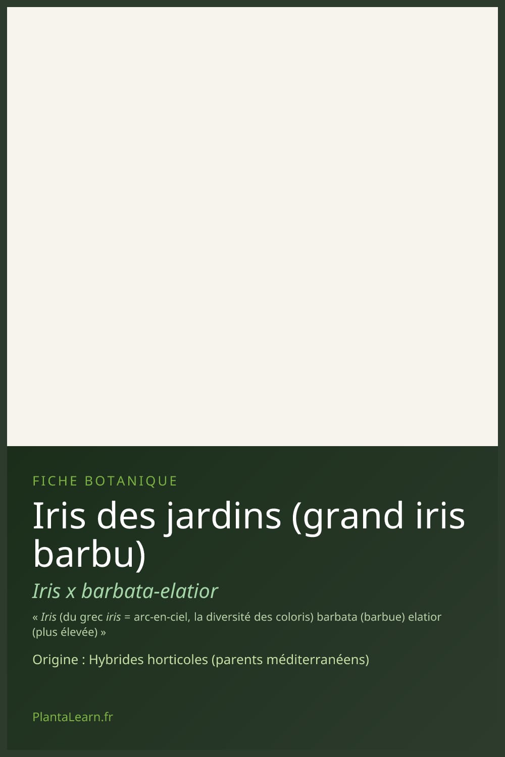 Iris des jardins (grand iris barbu) — Pin Pinterest