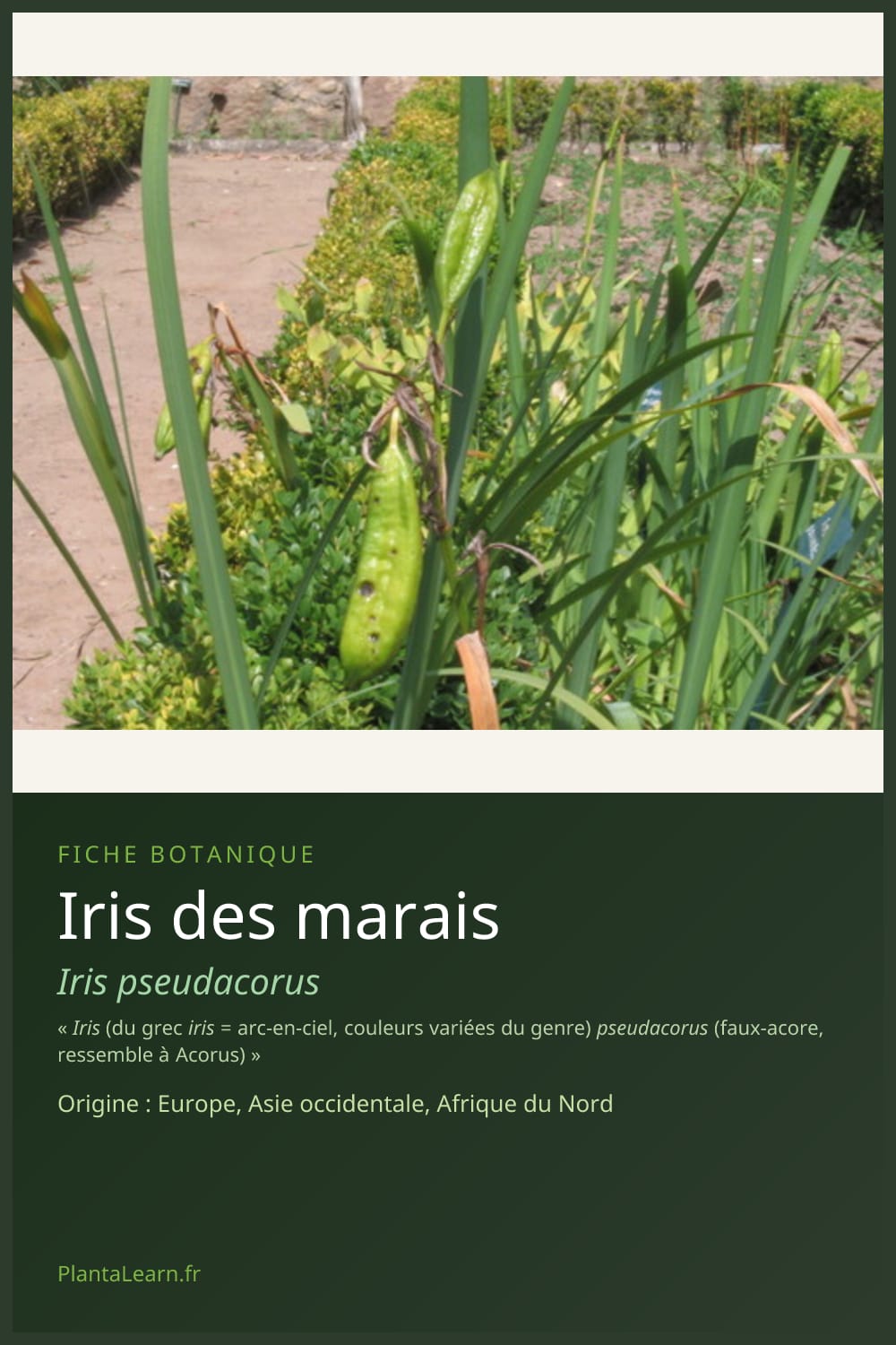 Iris des marais — Pin Pinterest
