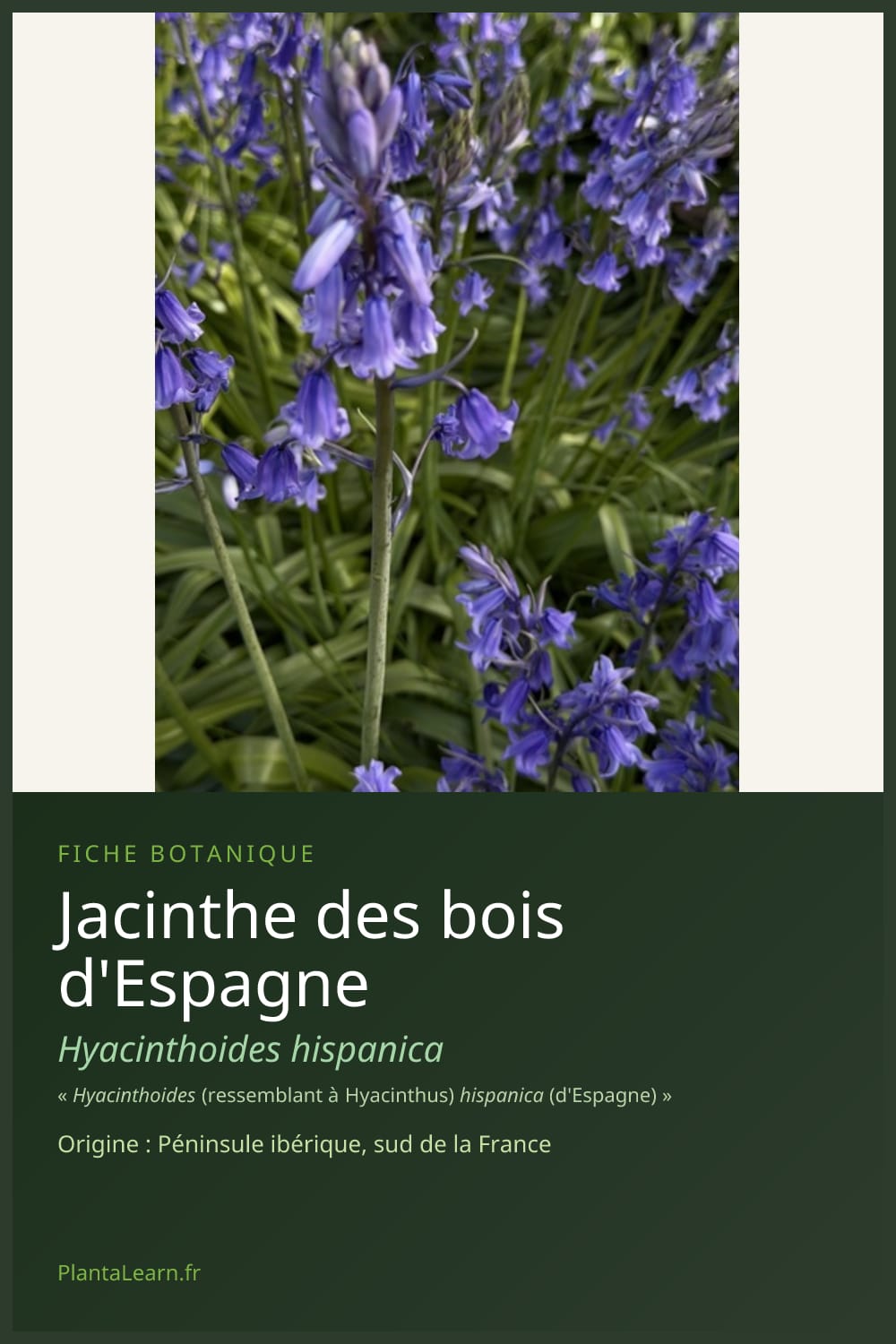 Jacinthe des bois d'Espagne — Pin Pinterest