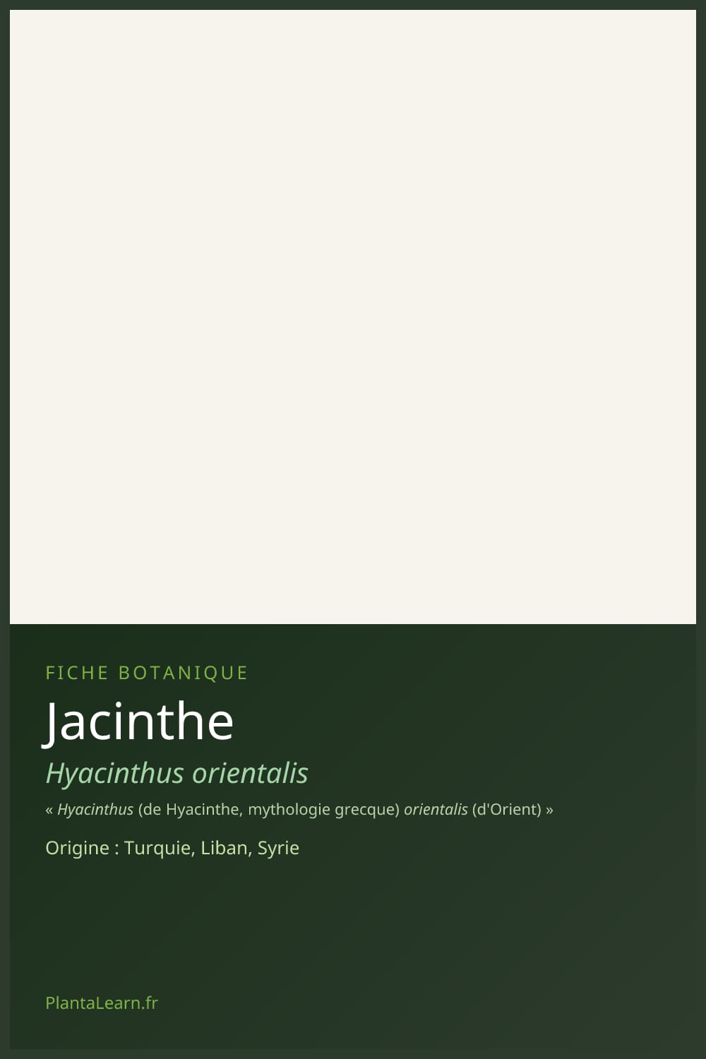 Jacinthe — Pin Pinterest