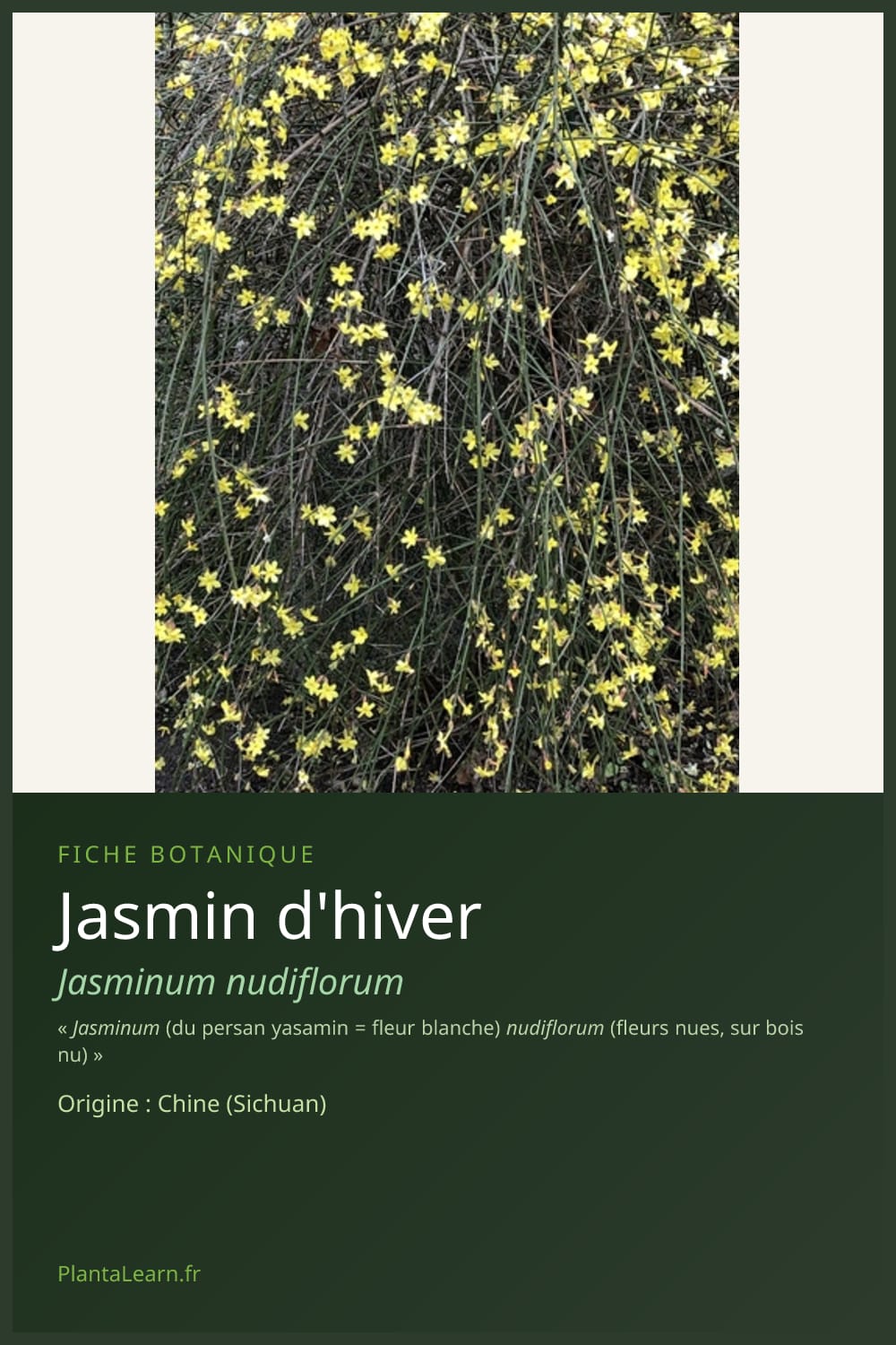 Jasmin d'hiver — Pin Pinterest