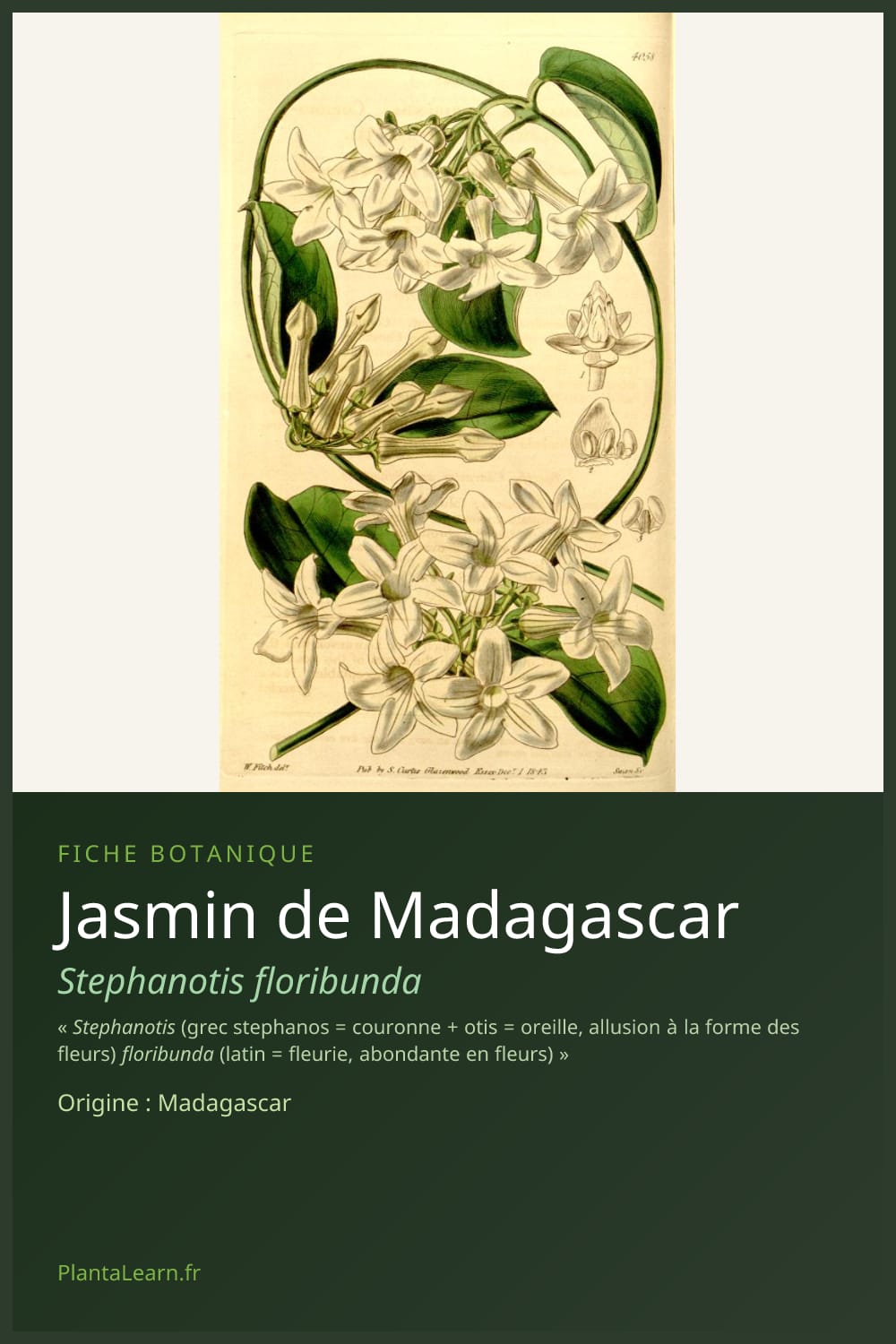 Jasmin de Madagascar — Pin Pinterest