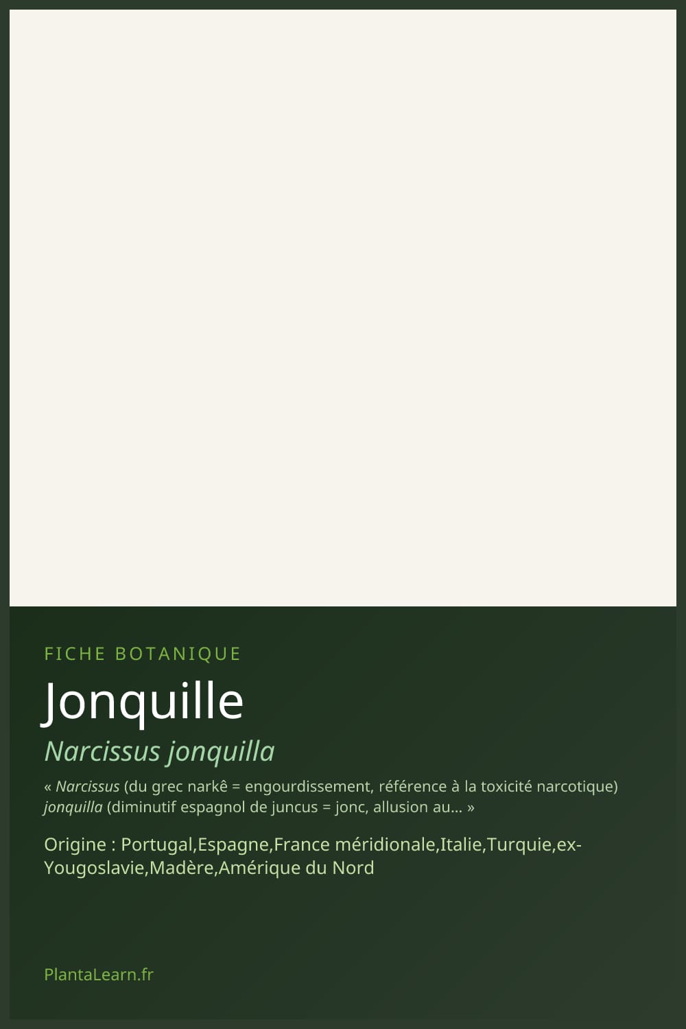 Jonquille — Pin Pinterest