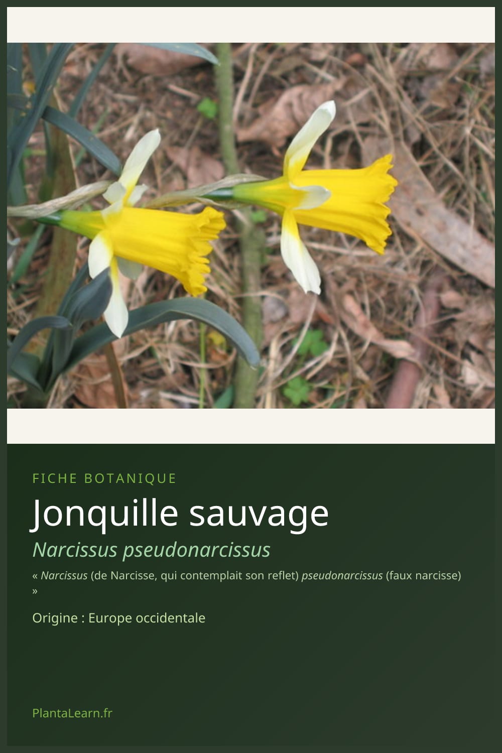 Jonquille sauvage — Pin Pinterest
