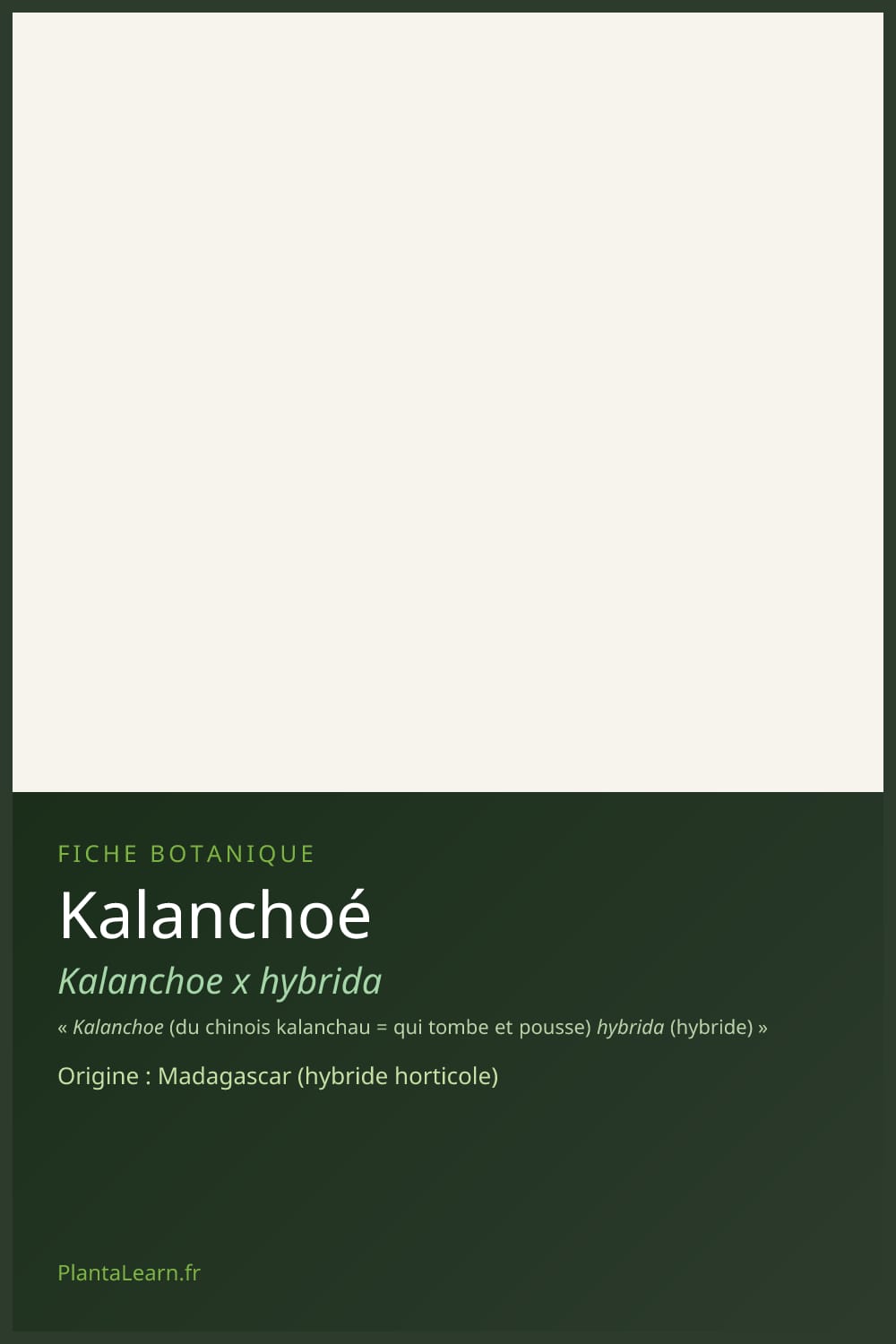 Kalanchoé — Pin Pinterest